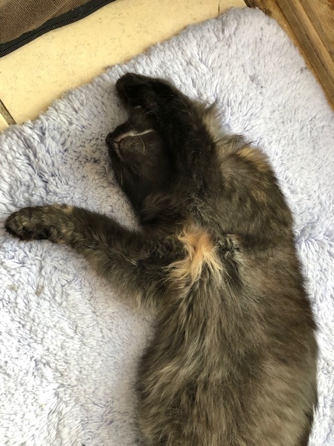 Enlarge STORM!, a Adoptable mixed breed in Owensboro, KY image 3/10