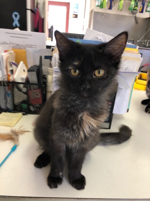 Enlarge STORM!, a Adoptable mixed breed in Owensboro, KY image 4/10