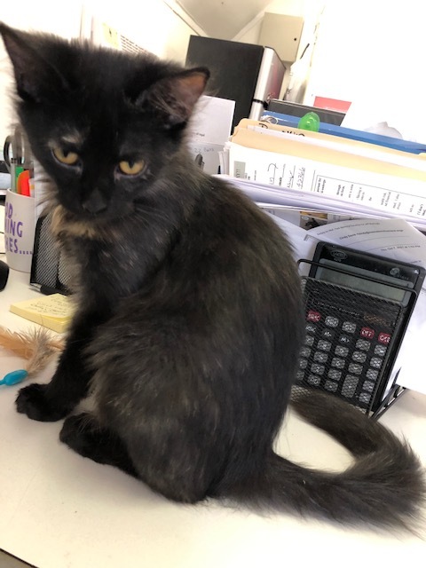 Enlarge STORM!, a Adoptable mixed breed in Owensboro, KY image 5/10