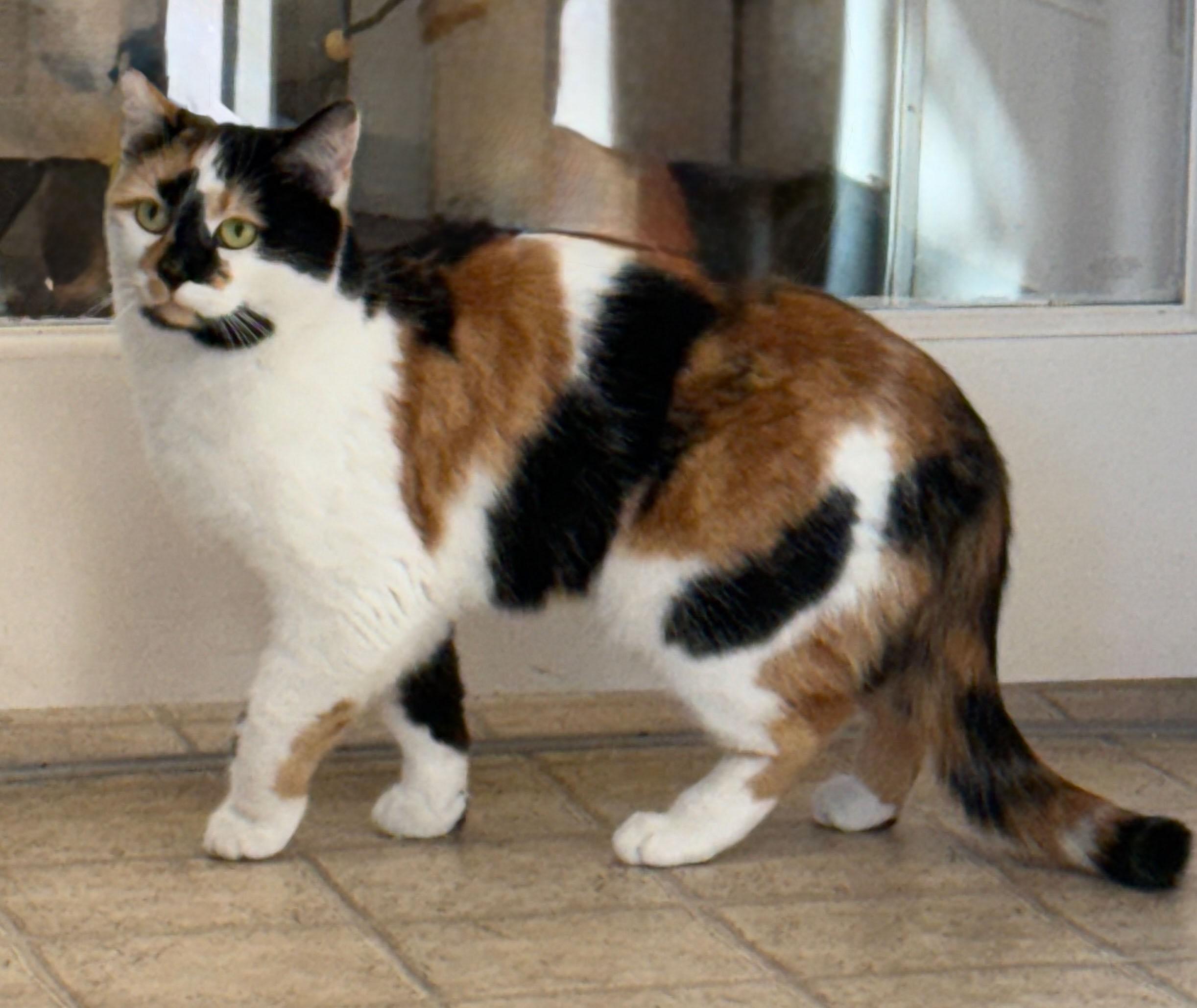 Enlarge Macha, a Adoptable Calico in Gardnerville, NV image 4/4