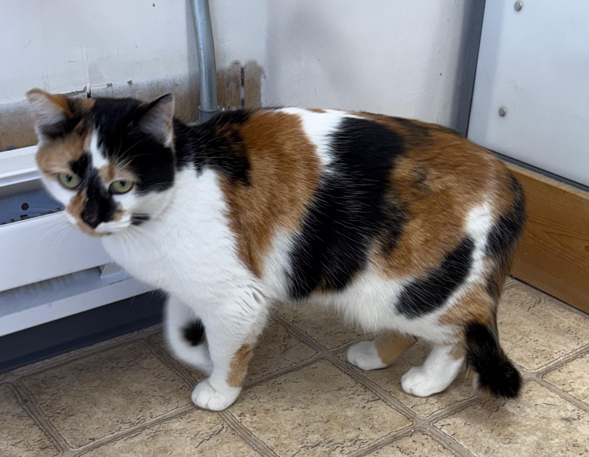 Enlarge Macha, a Adoptable Calico in Gardnerville, NV image 2/4