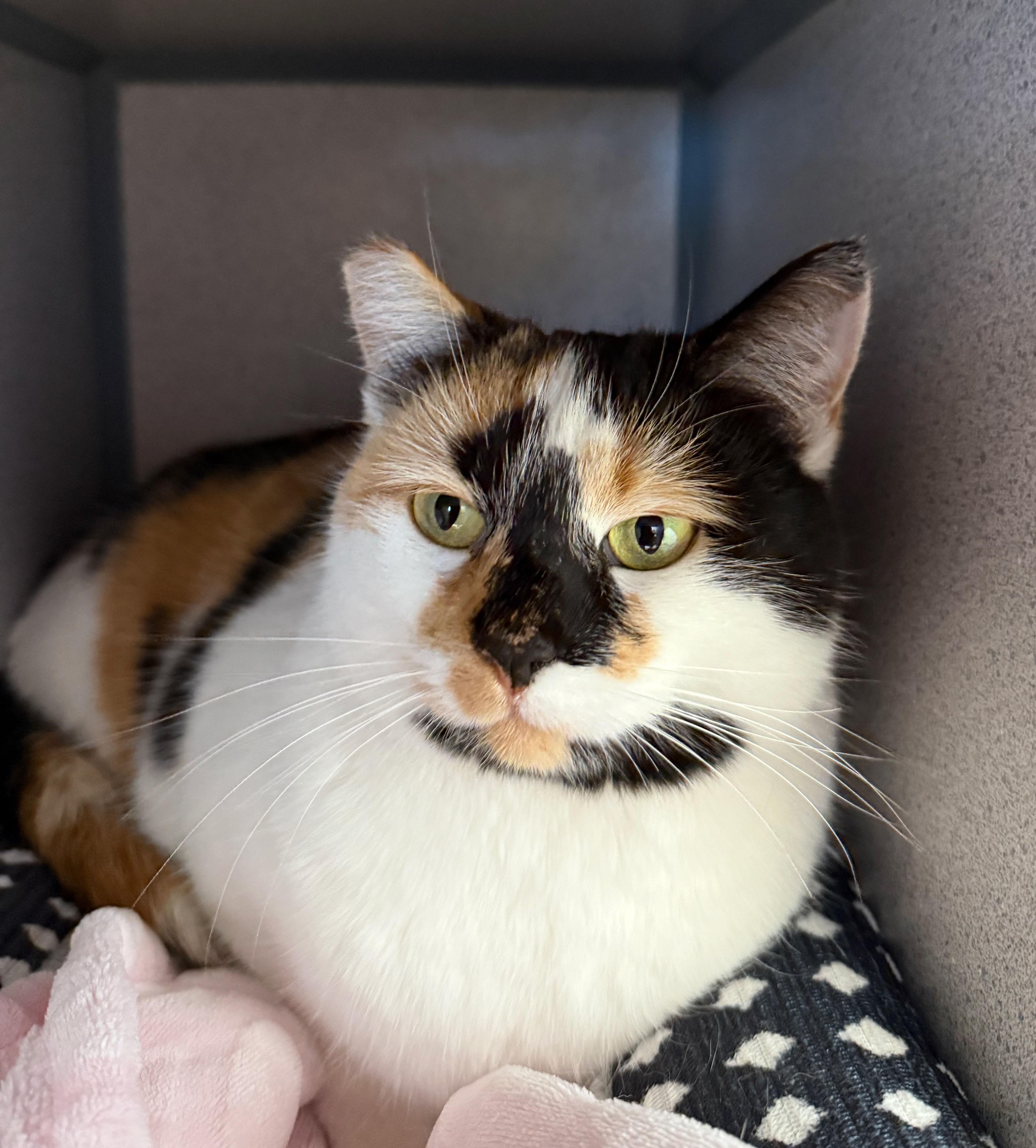 Enlarge Macha, a Adoptable Calico in Gardnerville, NV image 3/4
