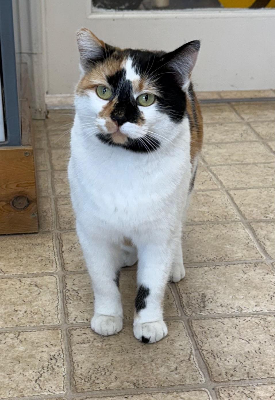 Enlarge Macha, a Adoptable Calico in Gardnerville, NV image 1/4