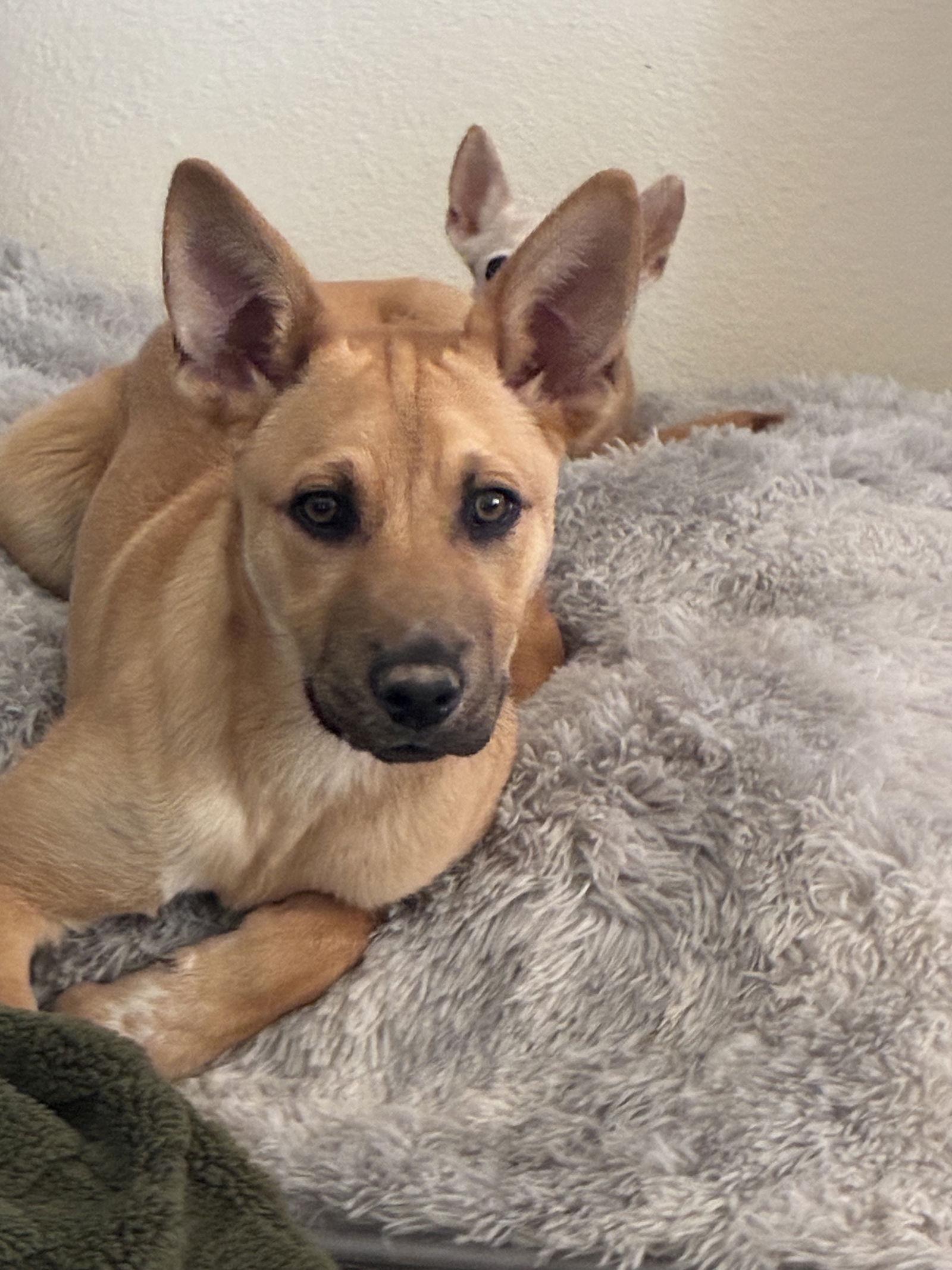 Marlee, Adoptable, Young Female Shepherd & Carolina Dog.