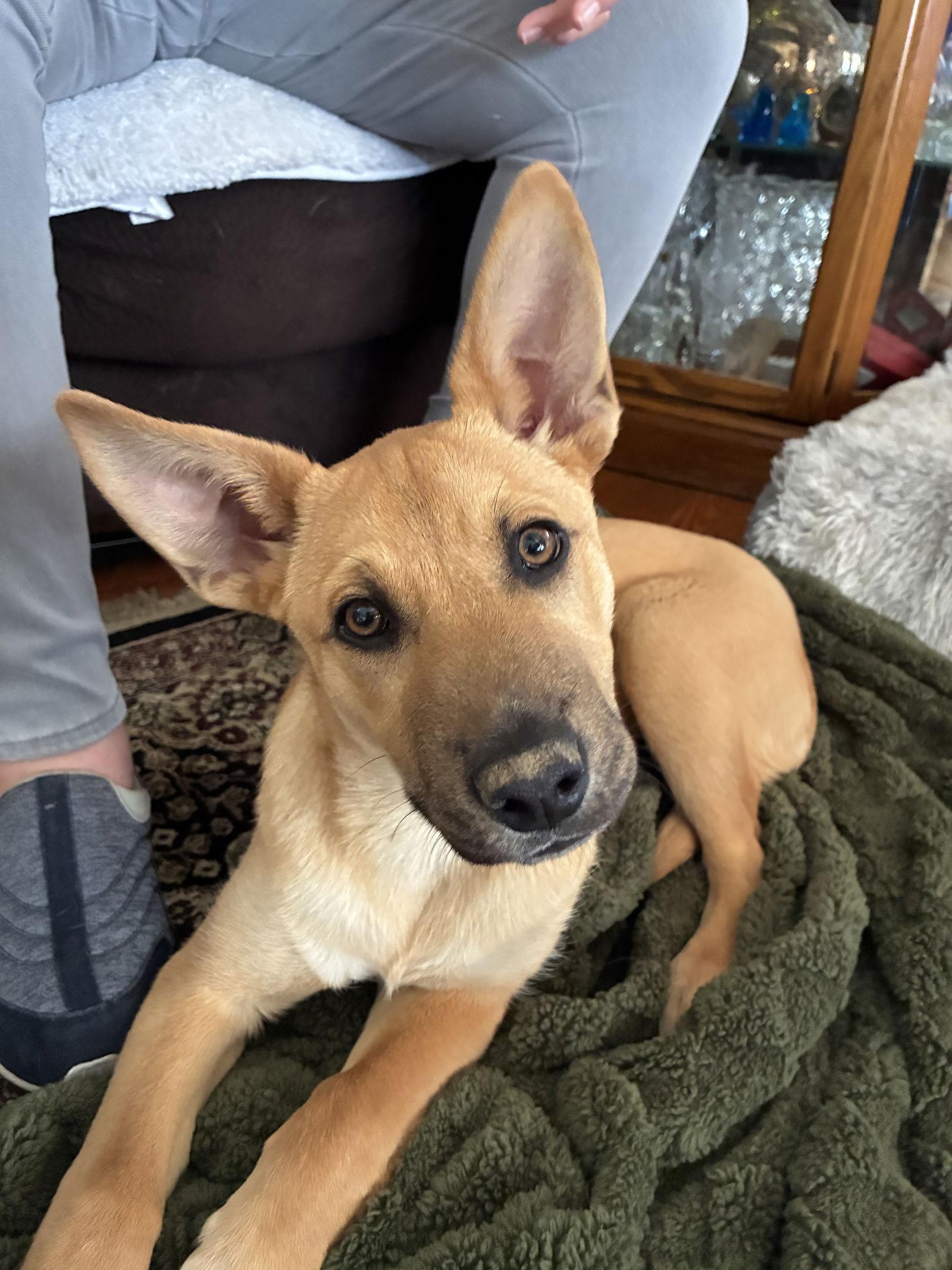 Enlarge Marlee, a Adoptable mixed breed in Evergreen, CO image 1/3