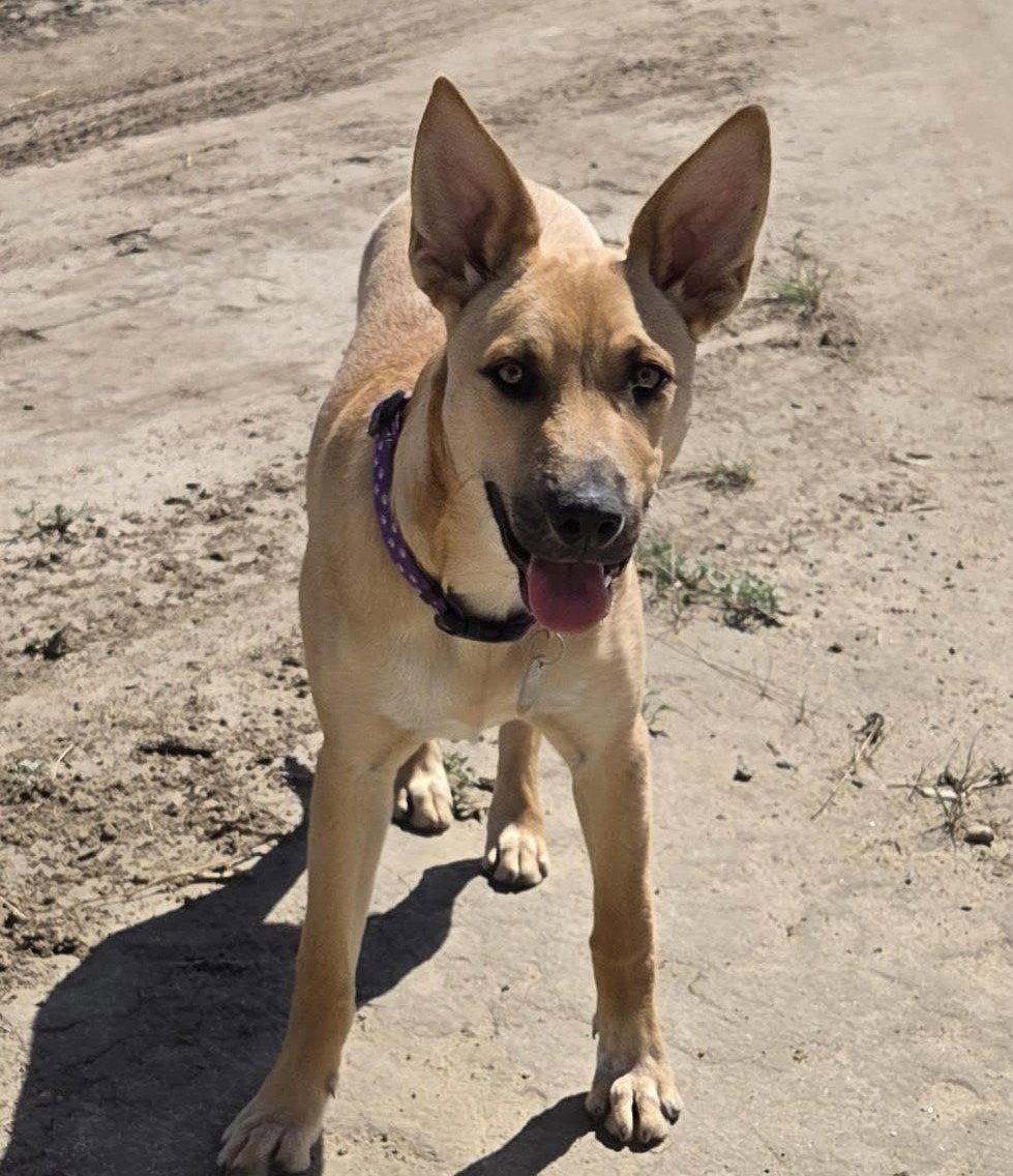 Marlee, Adoptable, Young Female Shepherd & Carolina Dog.