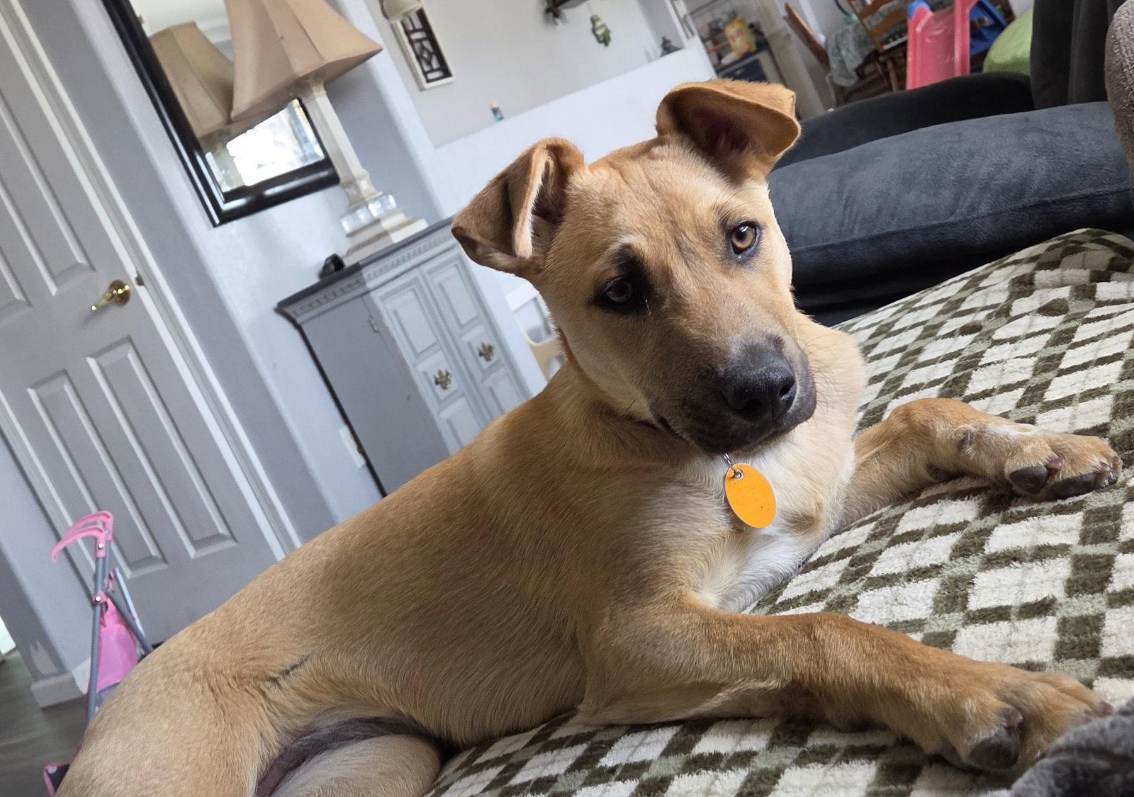 Enlarge Marlee, a Adoptable mixed breed in Evergreen, CO image 2/3