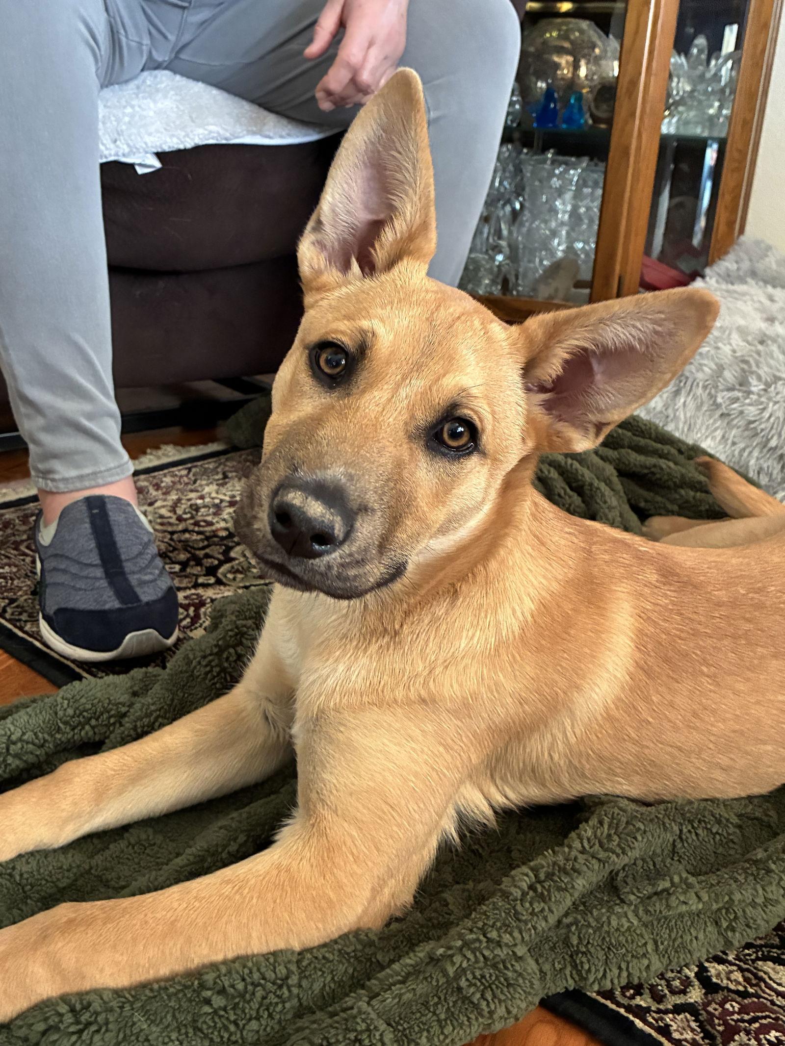 Enlarge Marlee, a Adoptable mixed breed in Evergreen, CO image 3/3