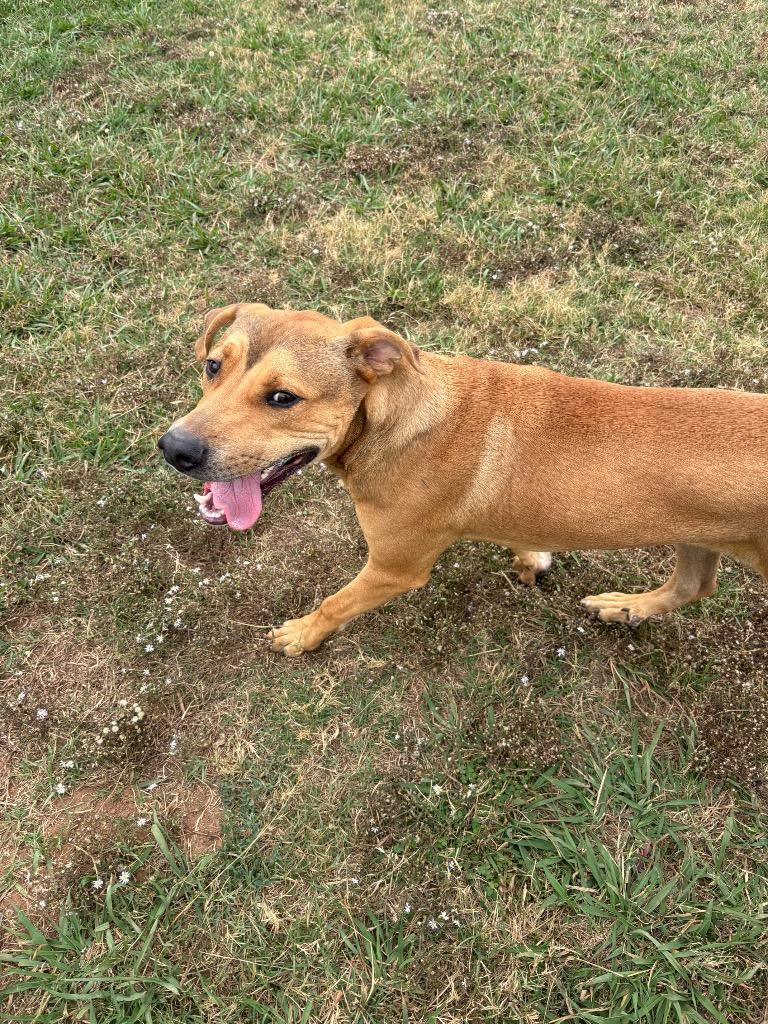 Enlarge Mack, a Adoptable Mixed Breed in Bossier City, LA image 1/1