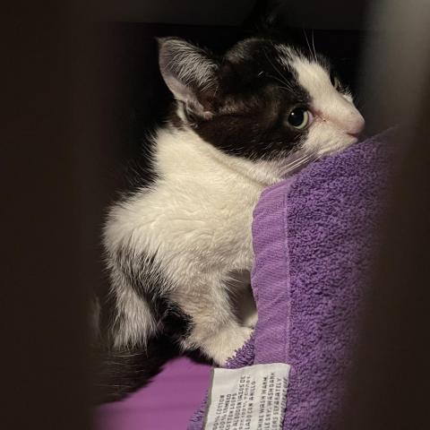 Jazz, an adoptable Domestic Short Hair in Davie, FL, 33331 | Photo Image 1