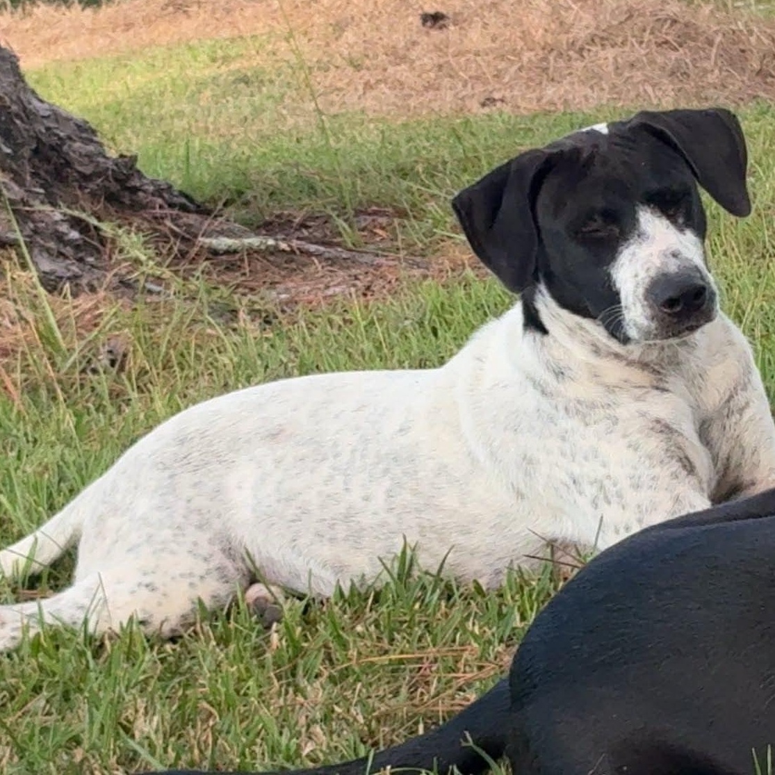 Enlarge Tammy, a ADOPTABLE mixed breed in Semmes, AL image 2/3