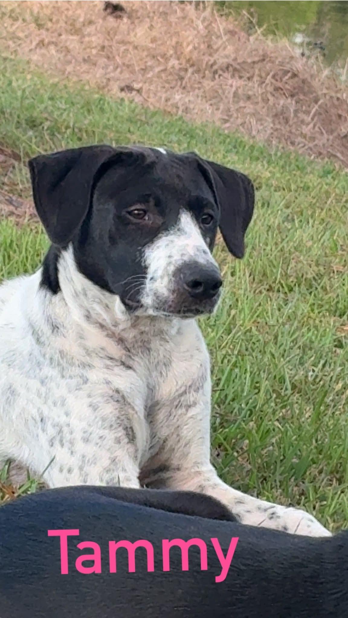 Enlarge Tammy, a ADOPTABLE mixed breed in Semmes, AL image 1/3