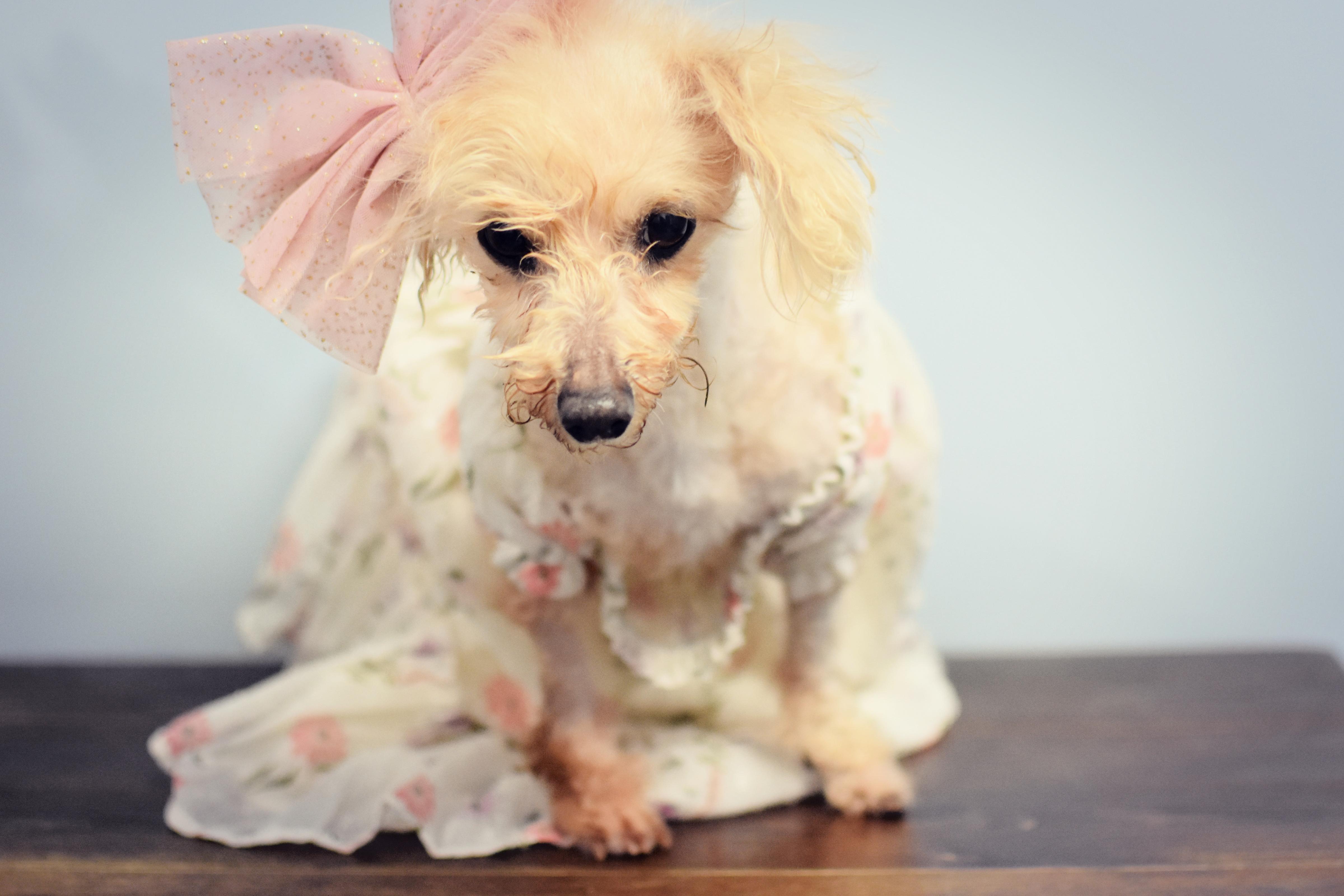 Miss Peach, an adopted Poodle (Toy) in Monon, IN image 3/6