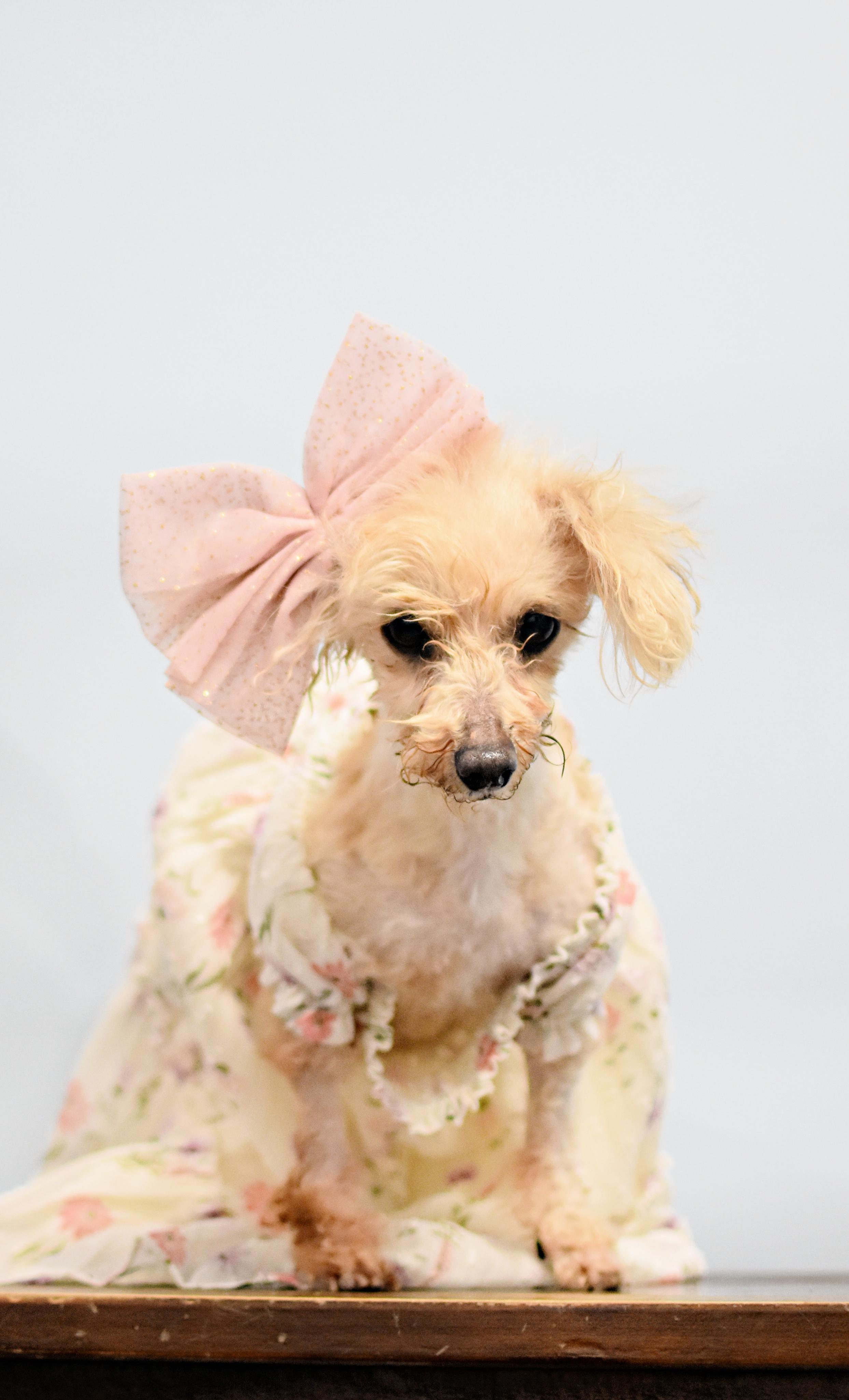 Miss Peach, an adopted Poodle (Toy) in Monon, IN image 6/6