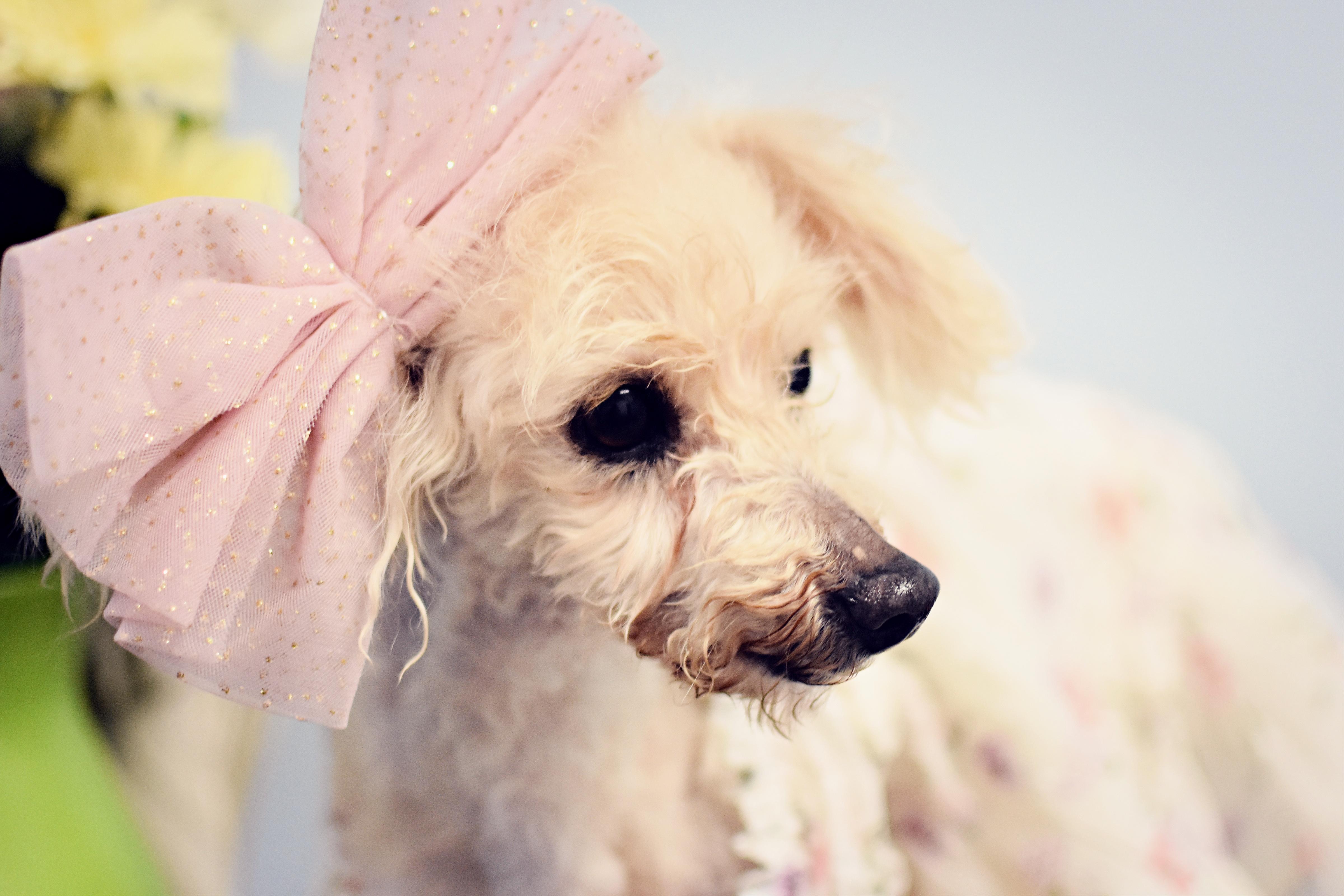 Miss Peach, an adopted Poodle (Toy) in Monon, IN image 5/6