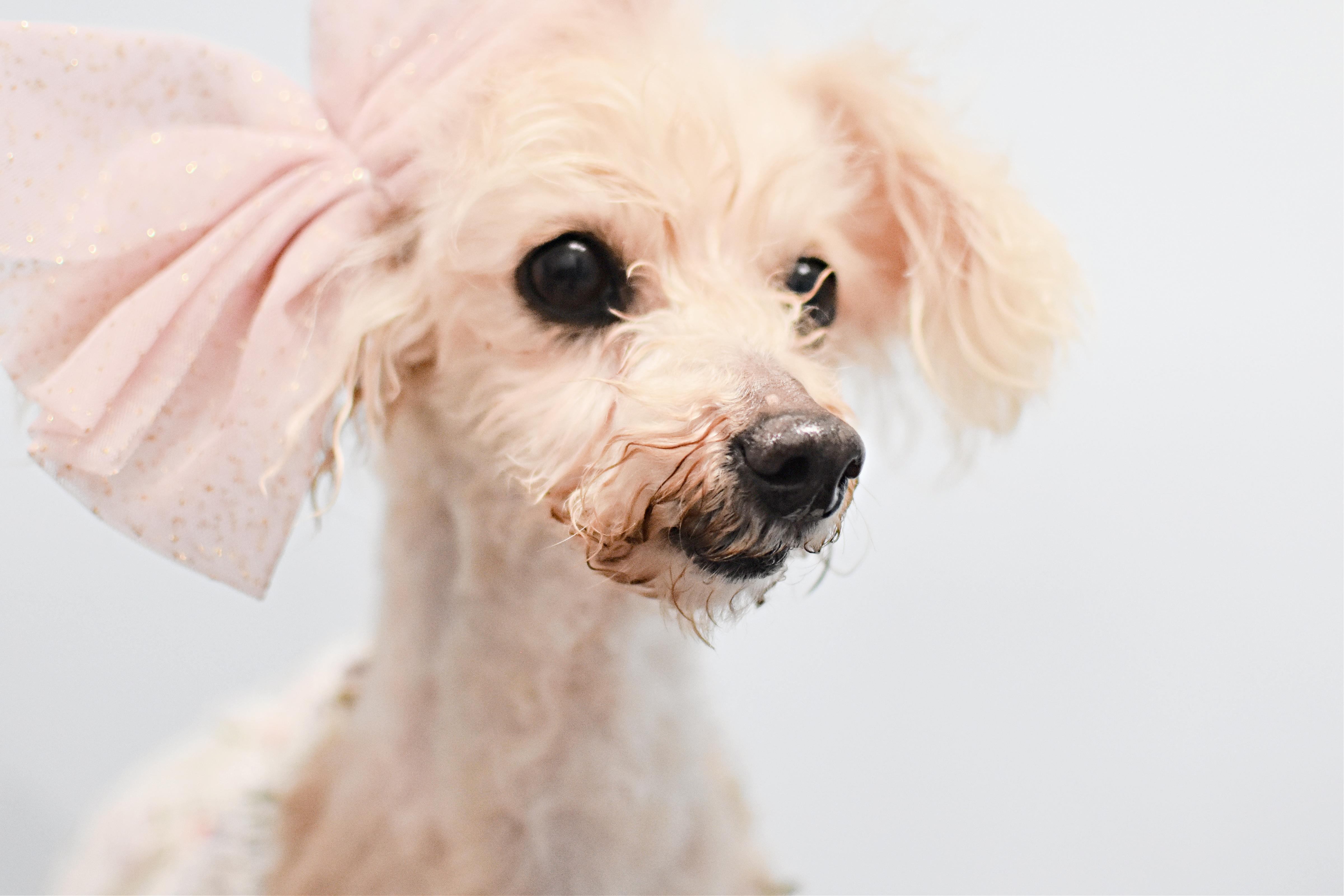 Miss Peach, adopted, Senior Female Poodle (Toy).