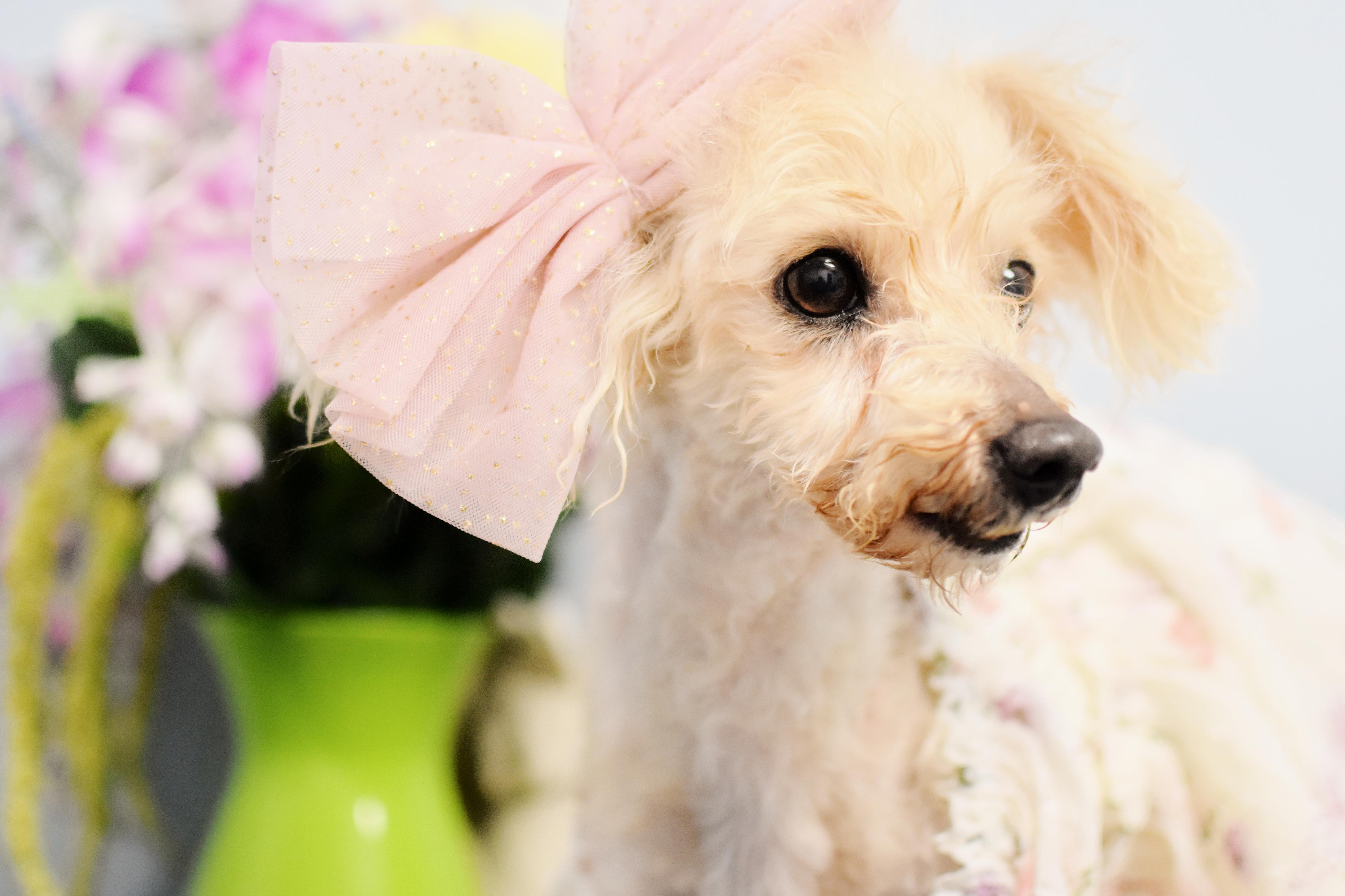 Miss Peach, an adopted Poodle (Toy) in Monon, IN image 2/6