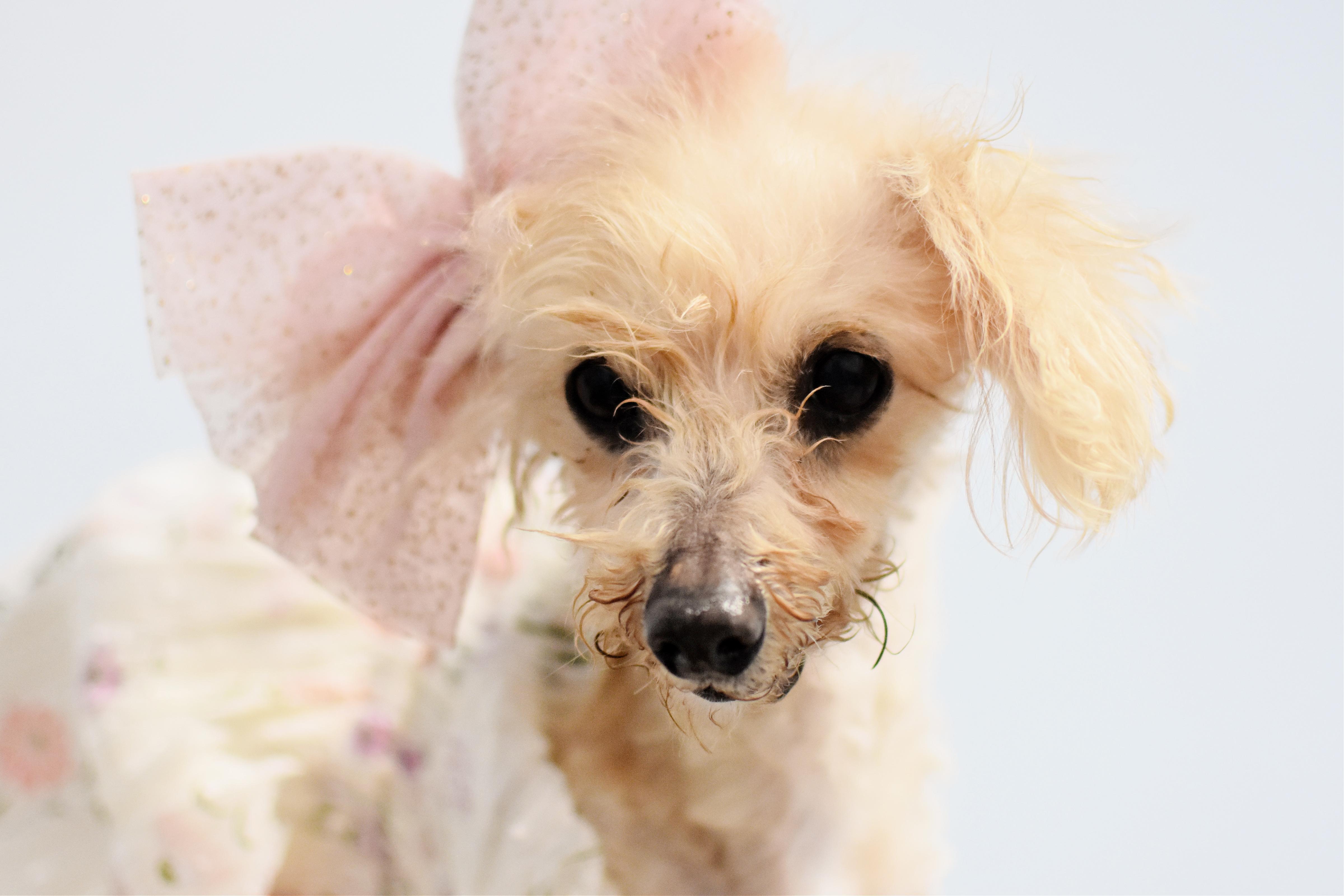 Miss Peach, an adopted Poodle (Toy) in Monon, IN image 4/6