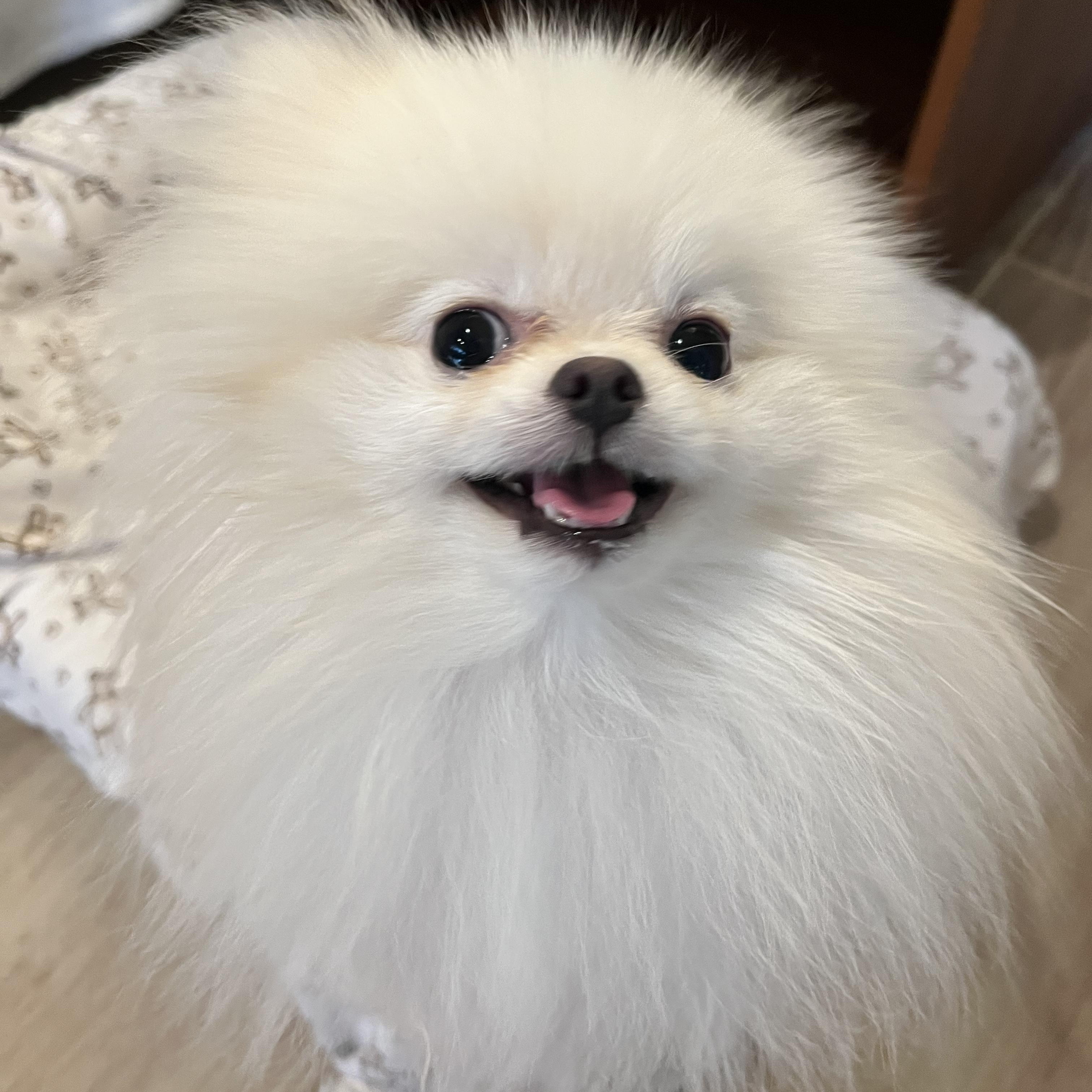 Gnocchi, adopted, Young Male Pomeranian.