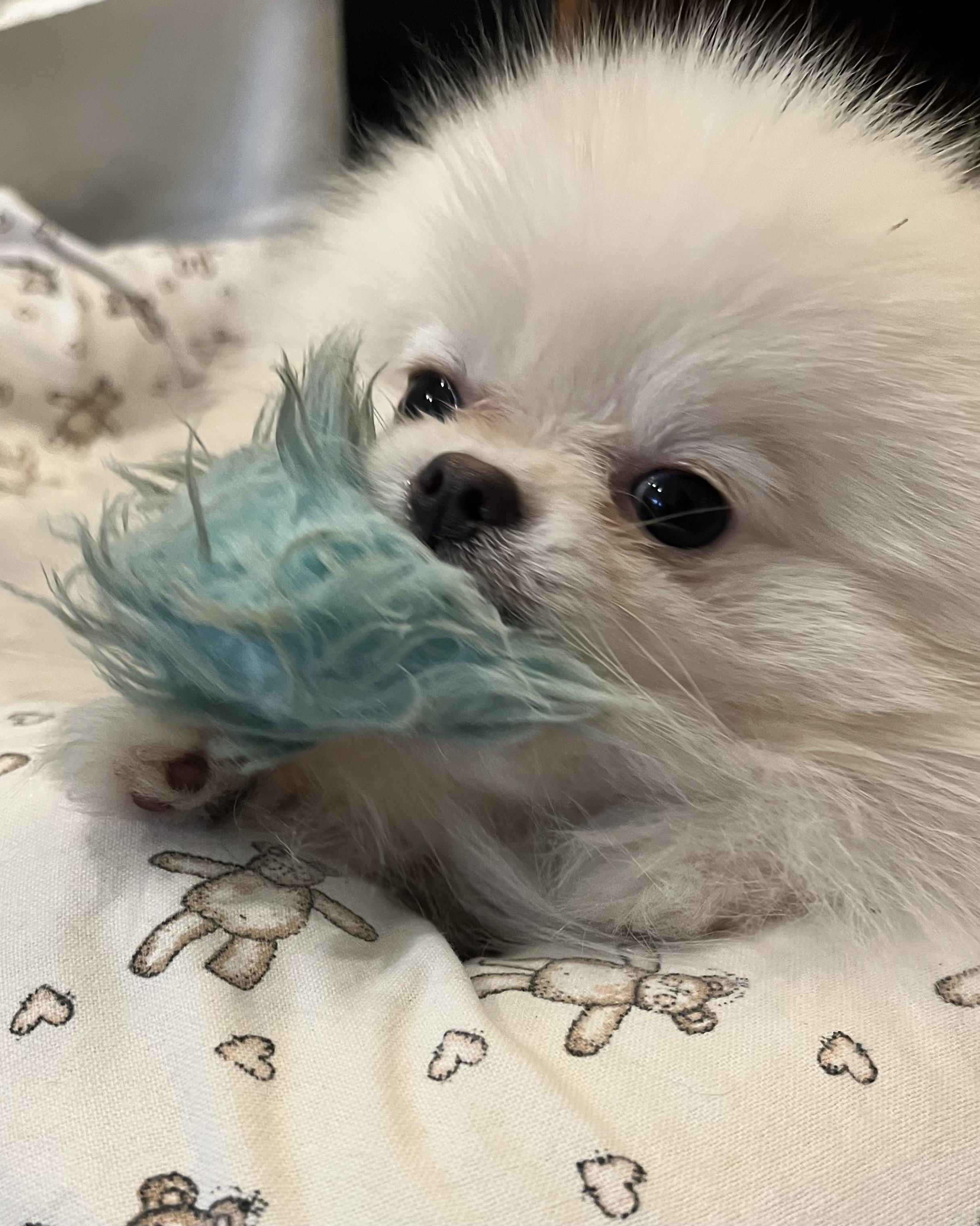 Gnocchi, an adopted Pomeranian in Austin, TX image 2/4