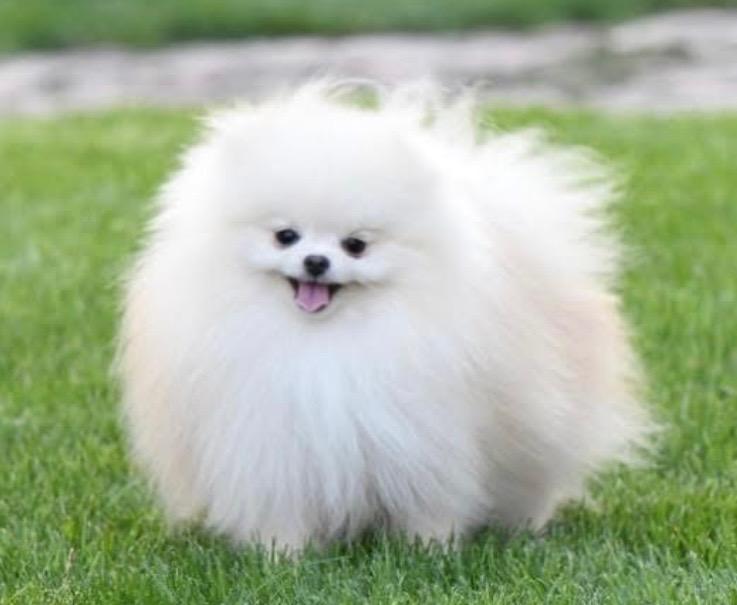 Gnocchi, an adopted Pomeranian in Austin, TX image 3/4