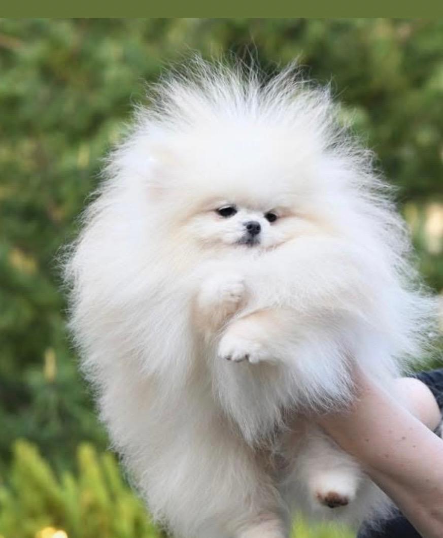 Gnocchi, an adopted Pomeranian in Austin, TX image 4/4