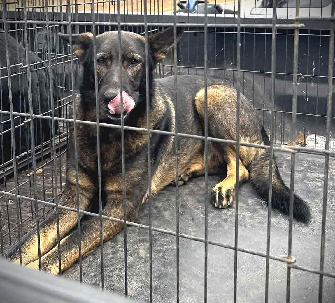 Enlarge Lola, a Adopted German Shepherd Dog in Parrish, FL image 1/1