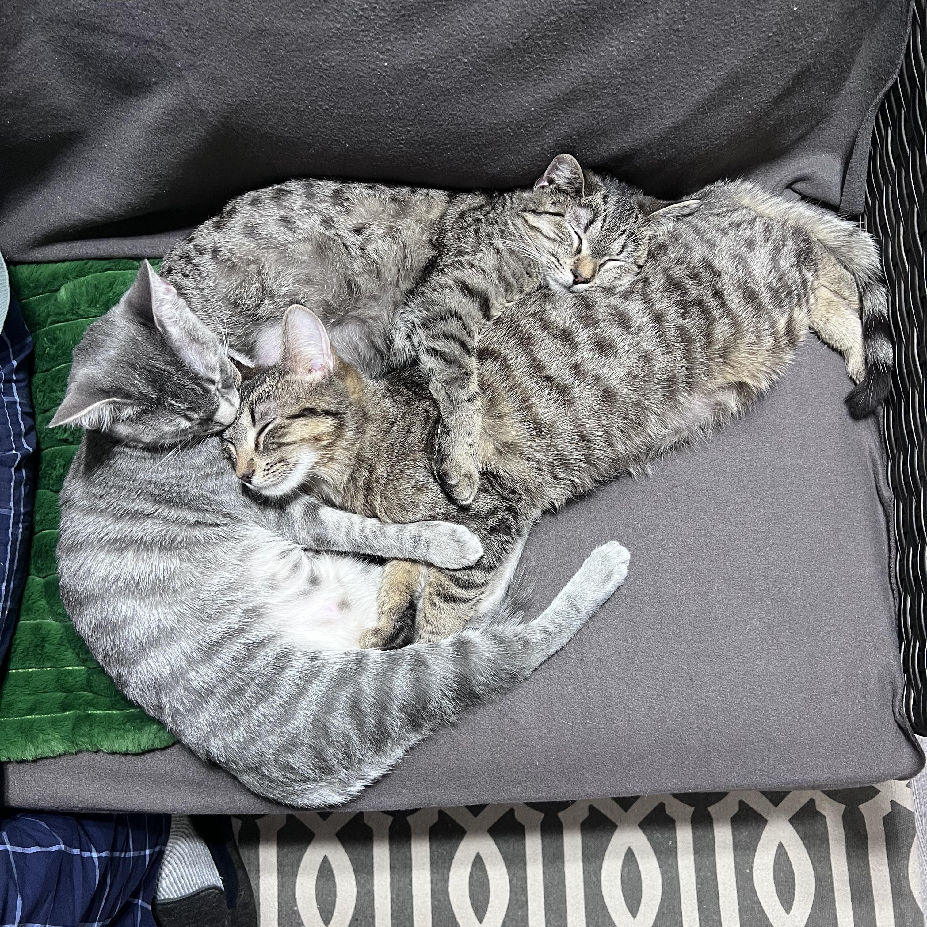 Enlarge Faith (Arney), a Adoptable Domestic Short Hair in Hickory, NC image 6/6