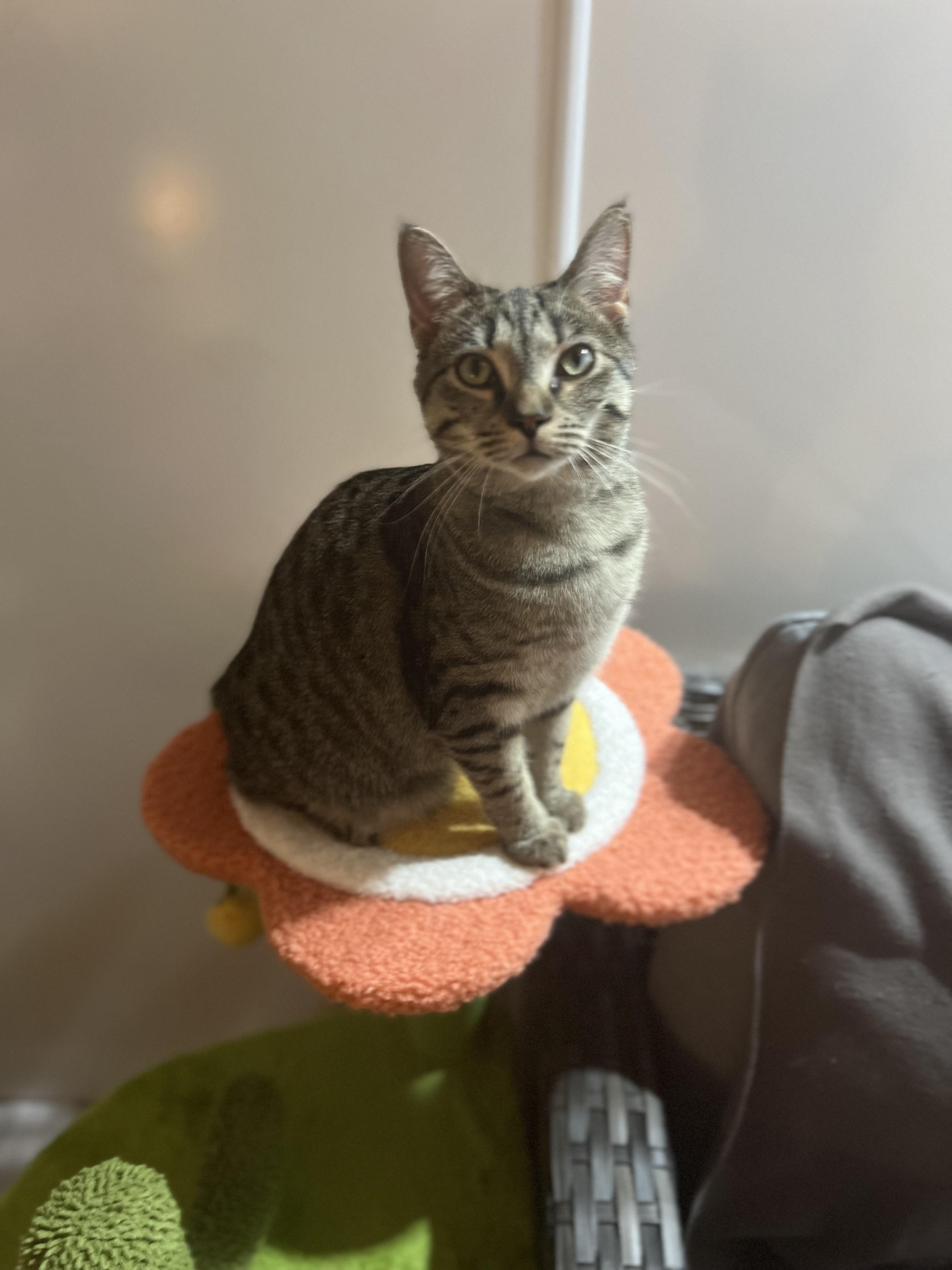 Faith (Arney), Adoptable, Kitten Female Domestic Short Hair.