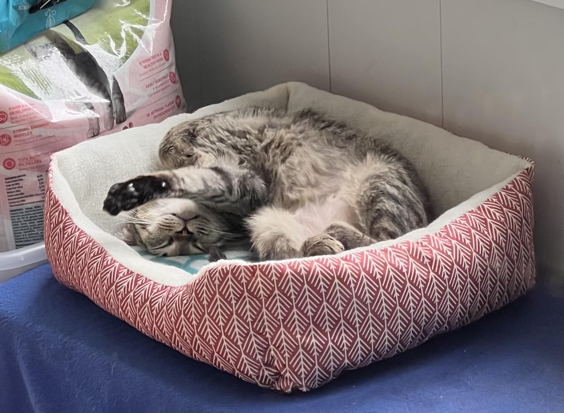 Faith (Arney), a Adoptable Domestic Short Hair in Hickory, NC image 4/5