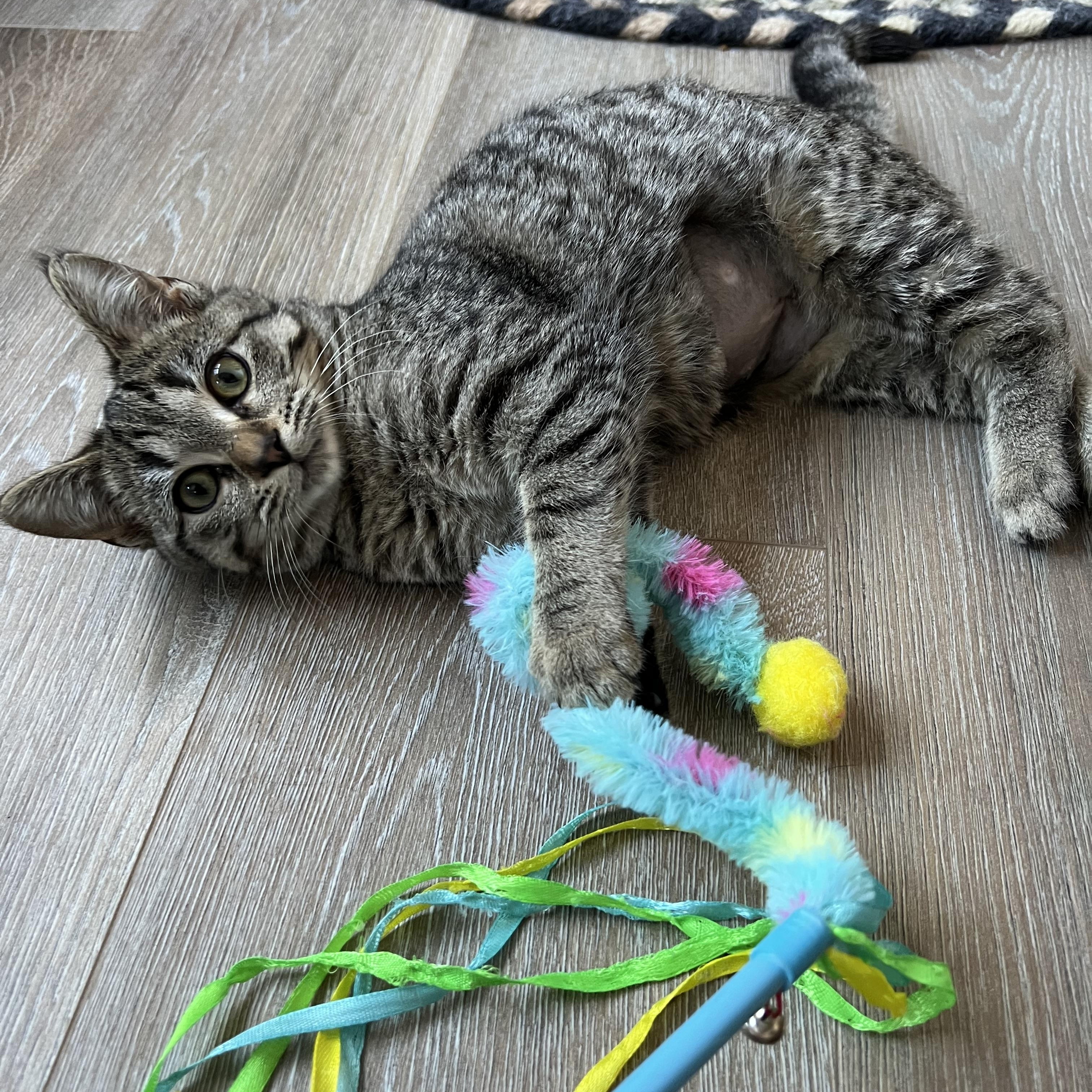 Enlarge Faith (Arney), a Adoptable Domestic Short Hair in Hickory, NC image 3/6