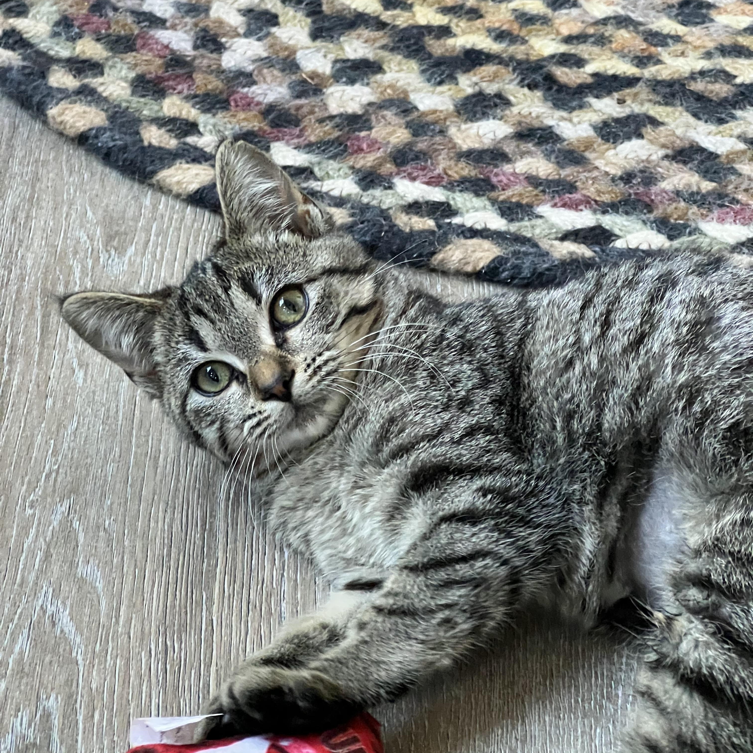 Enlarge Faith (Arney), a Adoptable Domestic Short Hair in Hickory, NC image 2/6