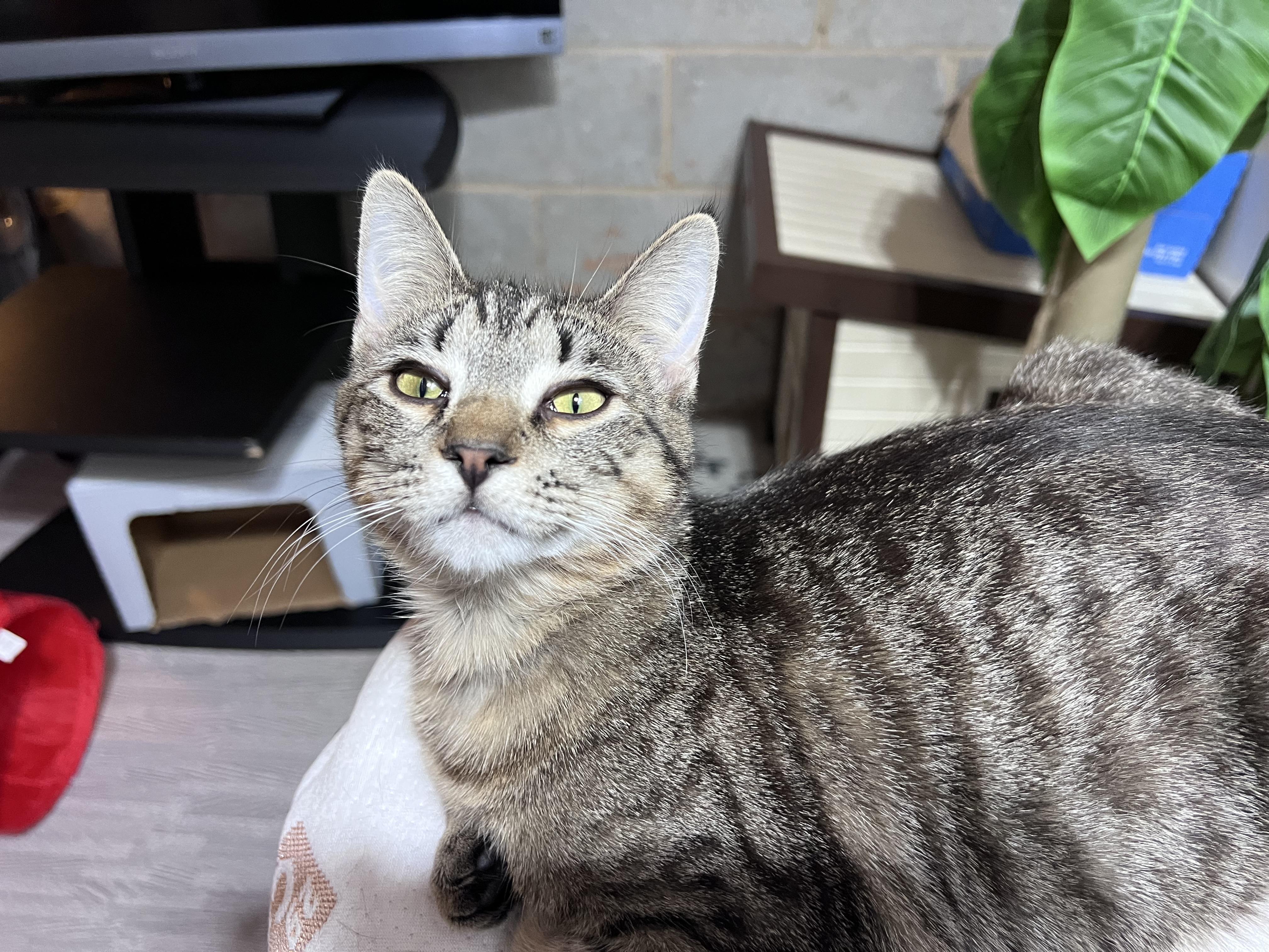 Faith (Arney), Adoptable, Young Female Domestic Short Hair.