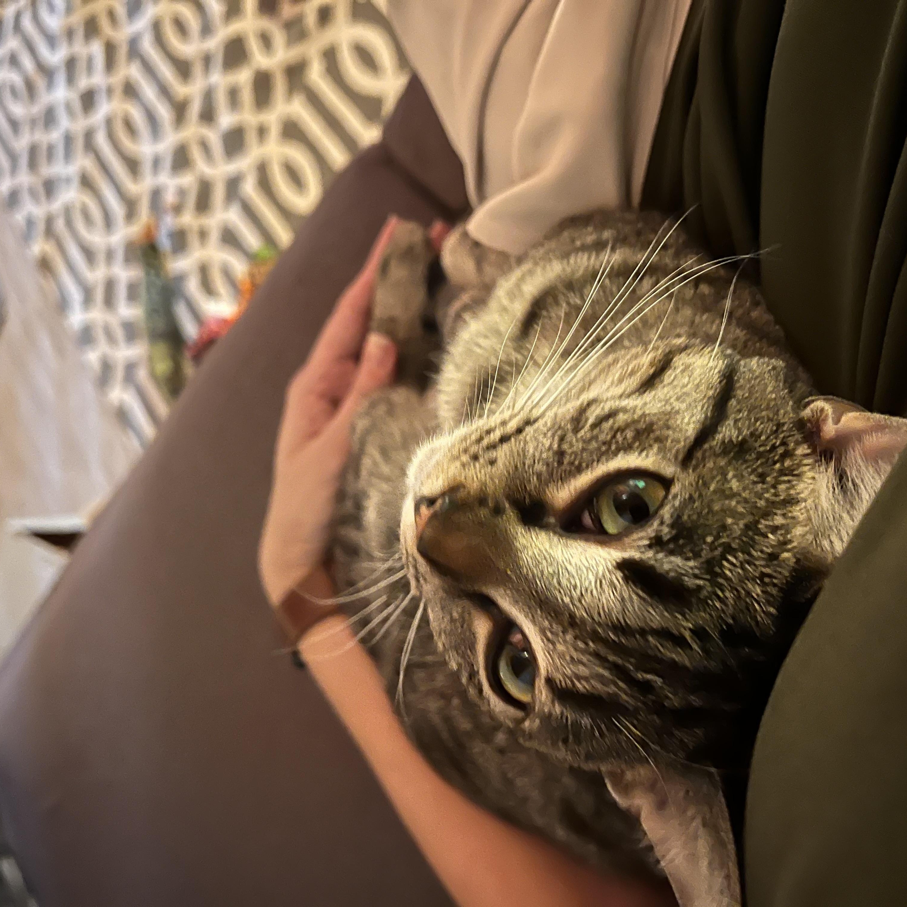Faith (Arney), a Adoptable Domestic Short Hair in Hickory, NC image 2/5