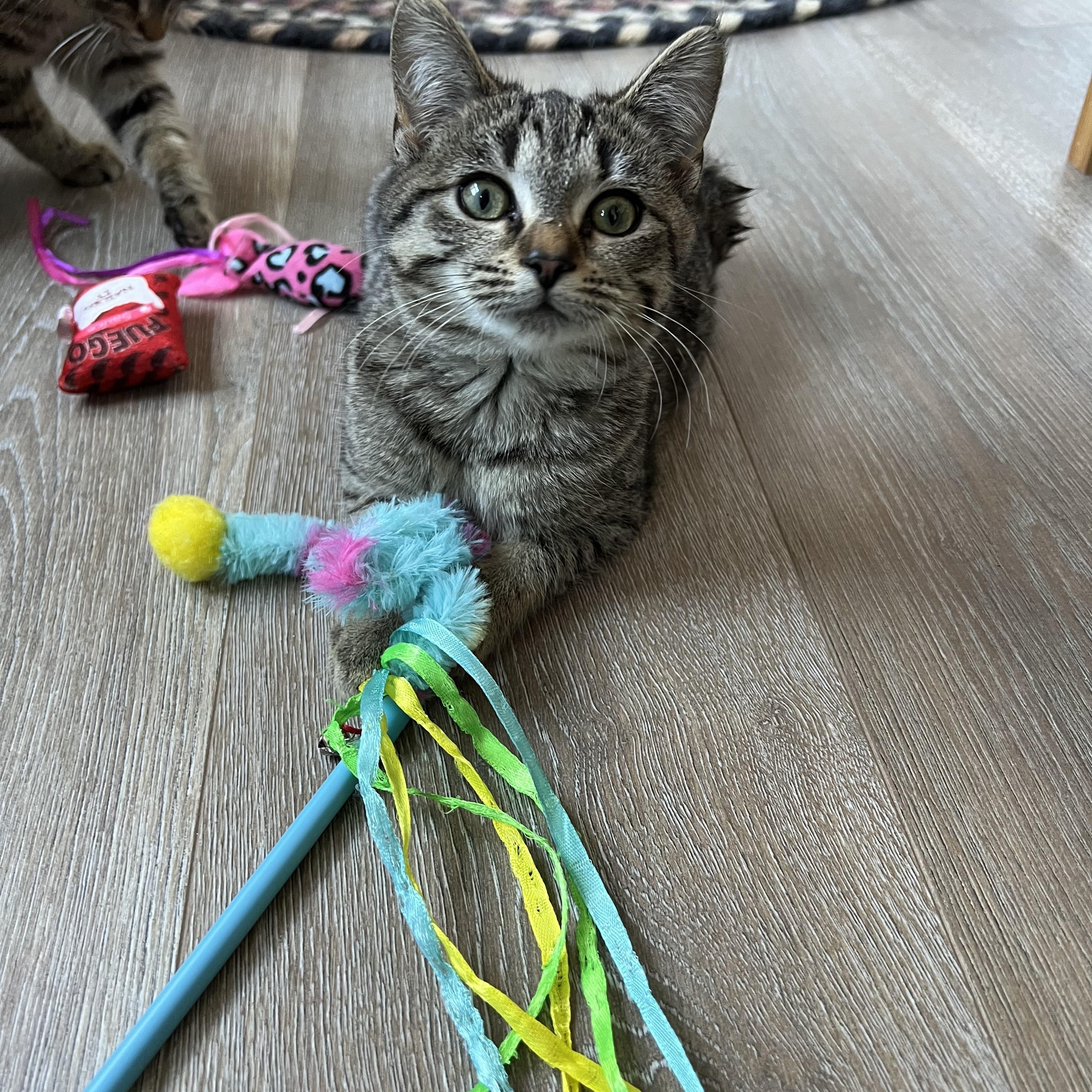 Enlarge Faith (Arney), a Adoptable Domestic Short Hair in Hickory, NC image 4/6
