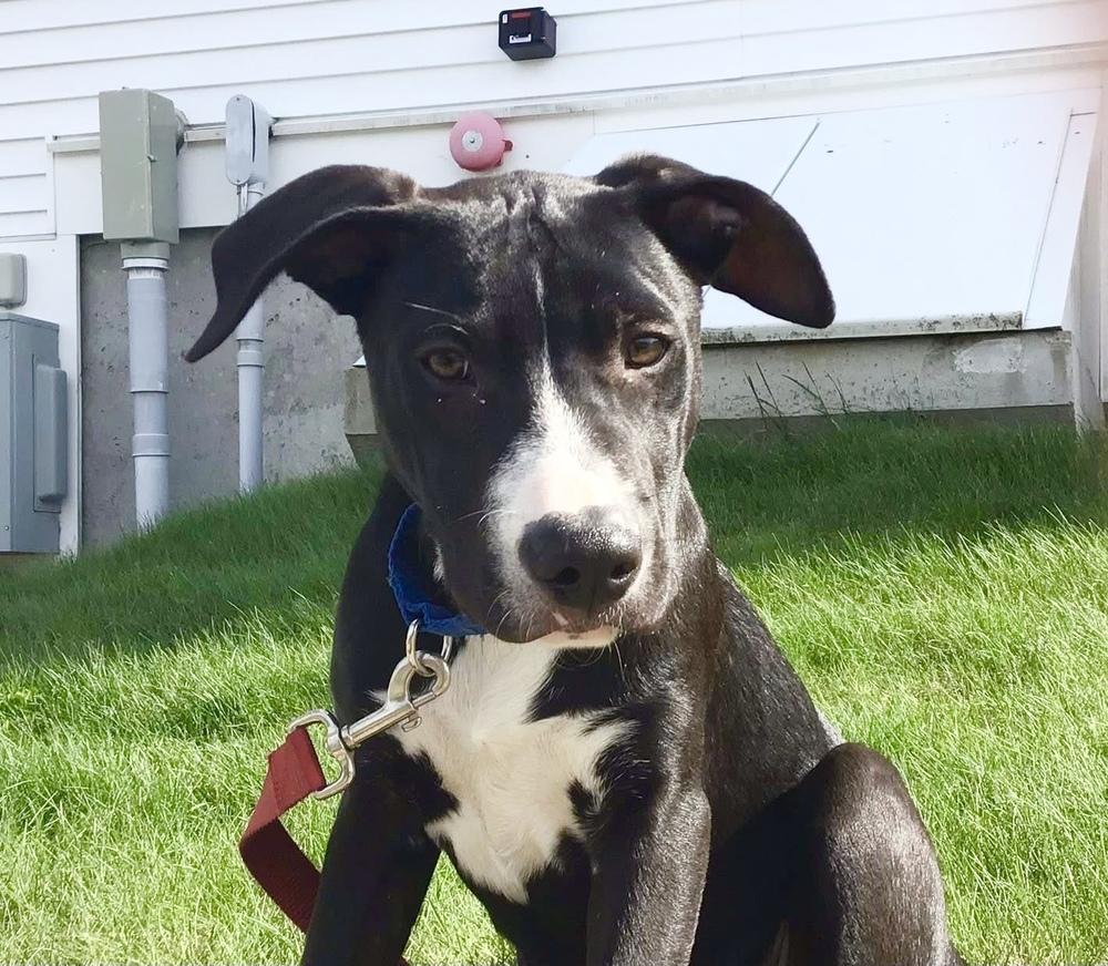 Chocolate Ice Cream, Adoptable, Puppy Male Labrador Retriever & Hound.