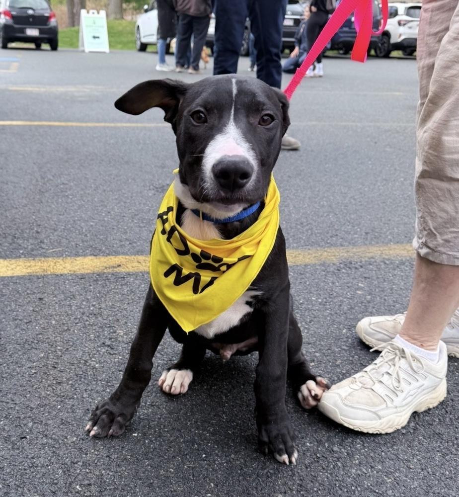Chocolate Ice Cream, a Adoptable mixed breed in Saugus, MA image 5/5