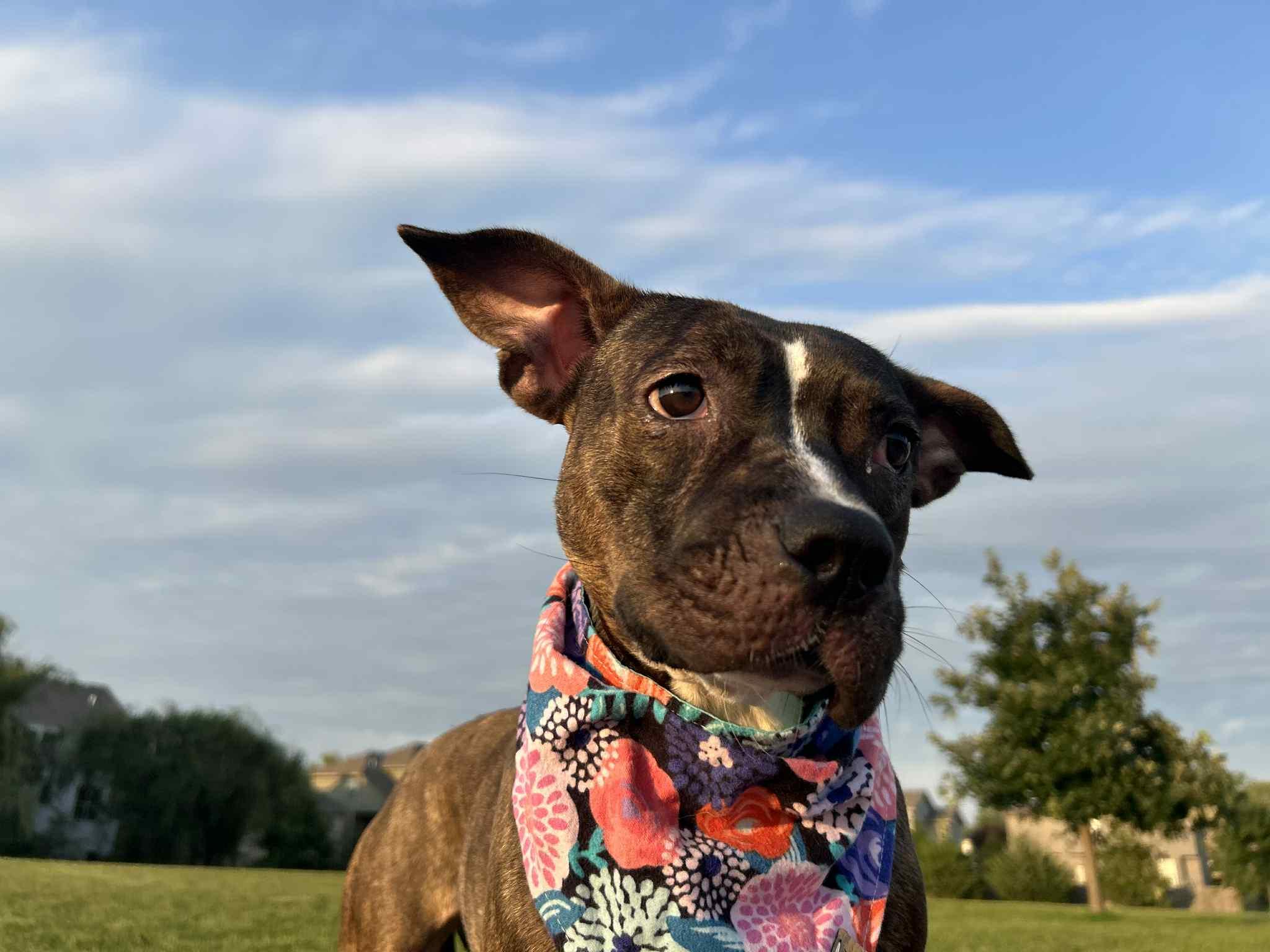 Enlarge Marceline, a Adoptable mixed breed in Kansas City, MO image 1/6