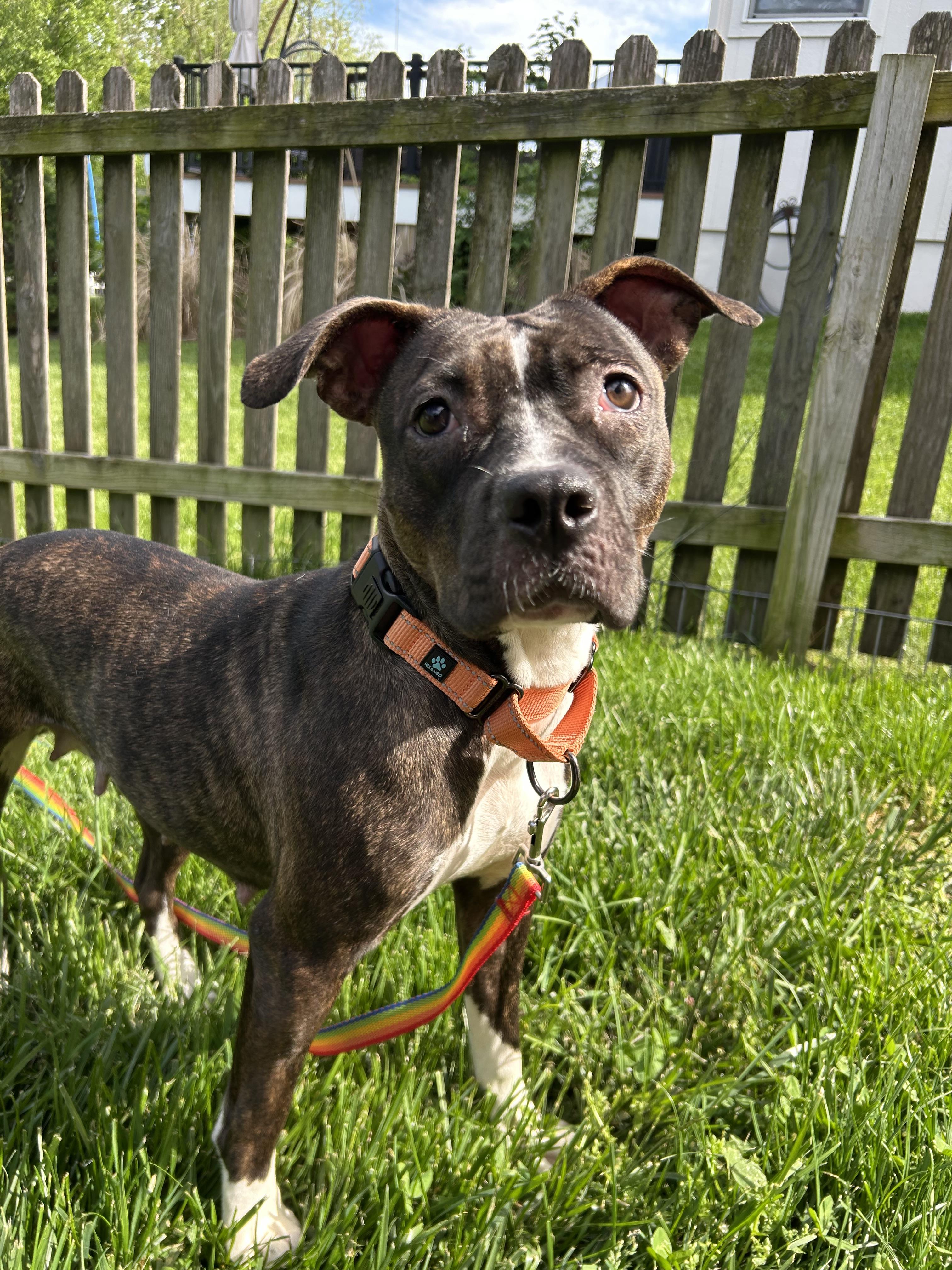 Enlarge Marceline, a Adoptable mixed breed in Kansas City, MO image 2/6