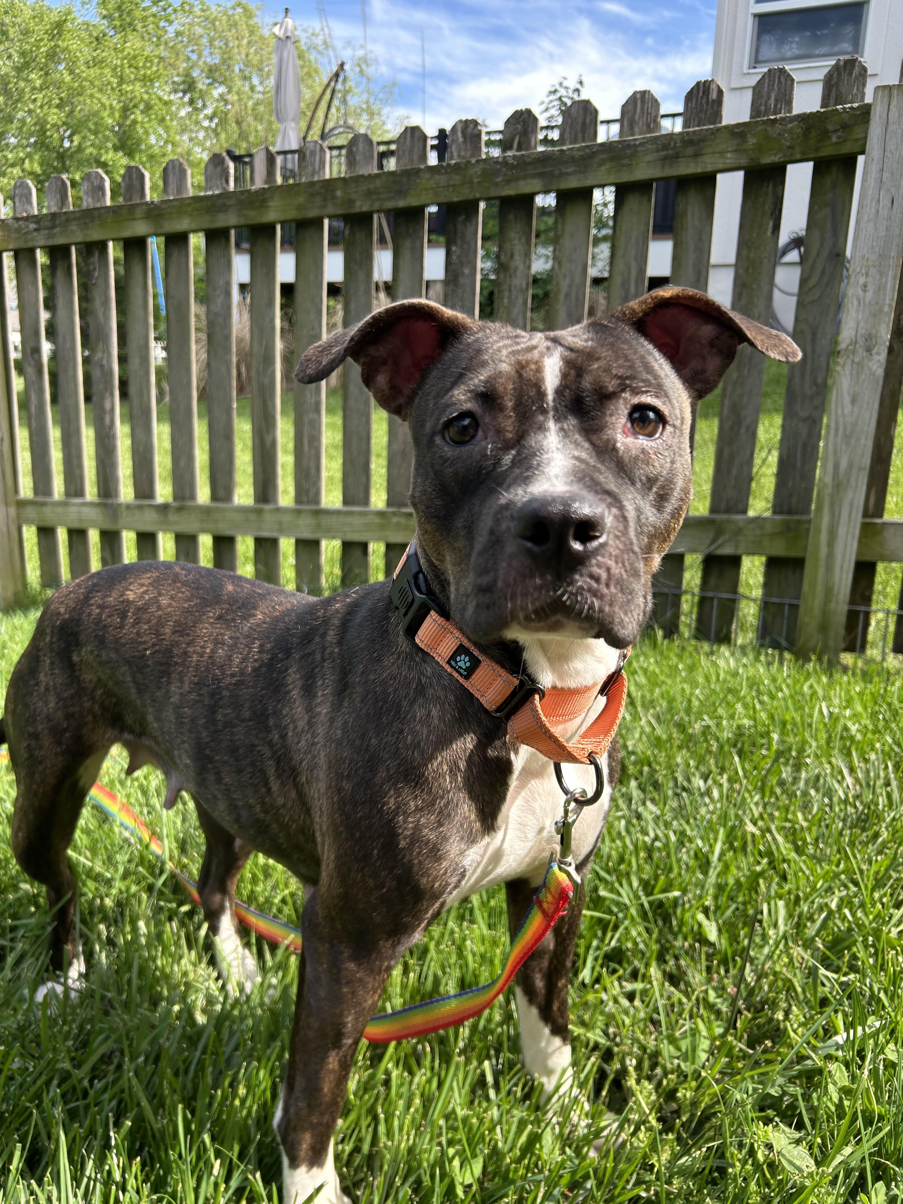 Enlarge Marceline, a Adoptable mixed breed in Kansas City, MO image 4/6