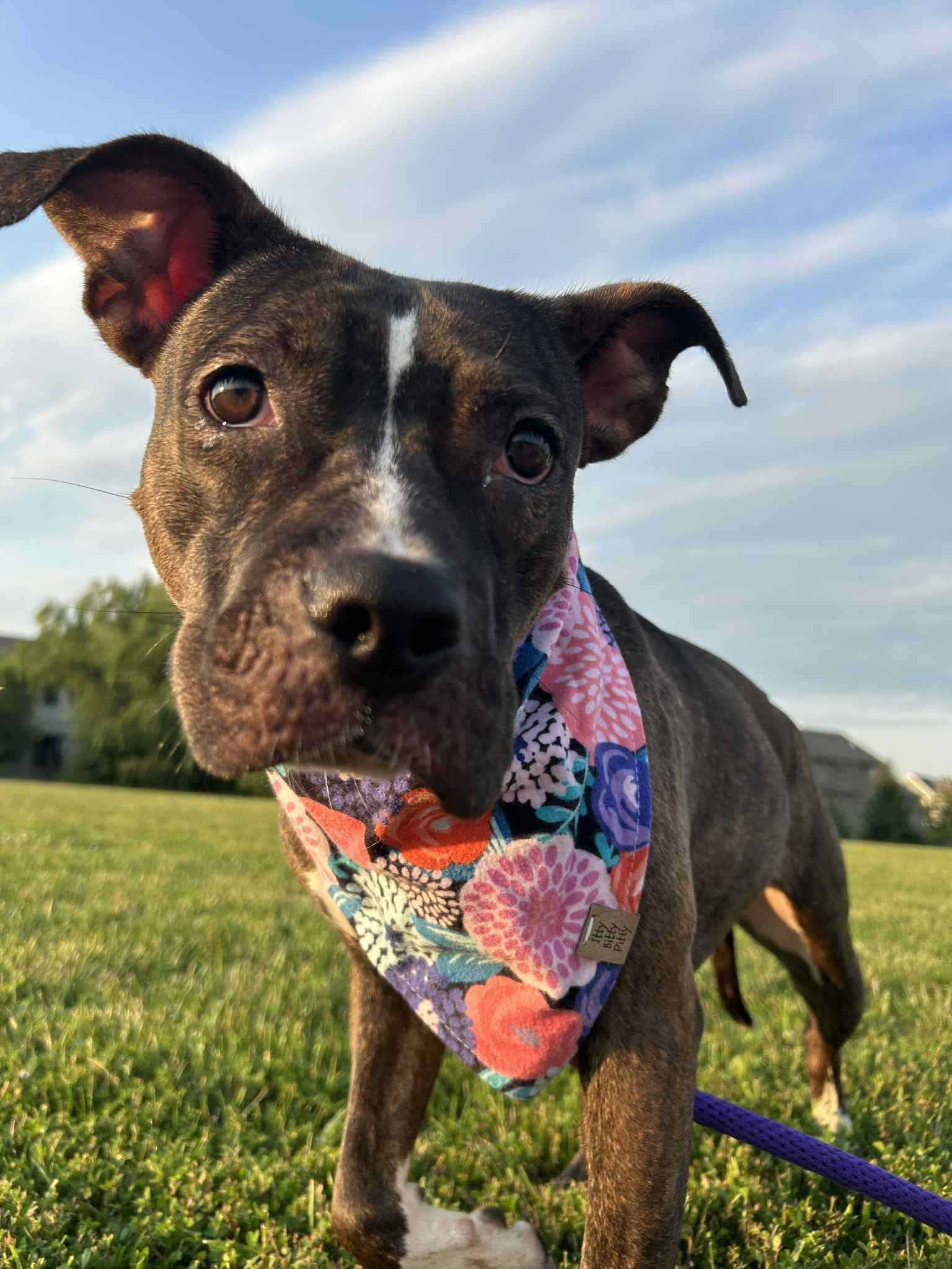 Enlarge Marceline, a Adoptable mixed breed in Kansas City, MO image 5/6