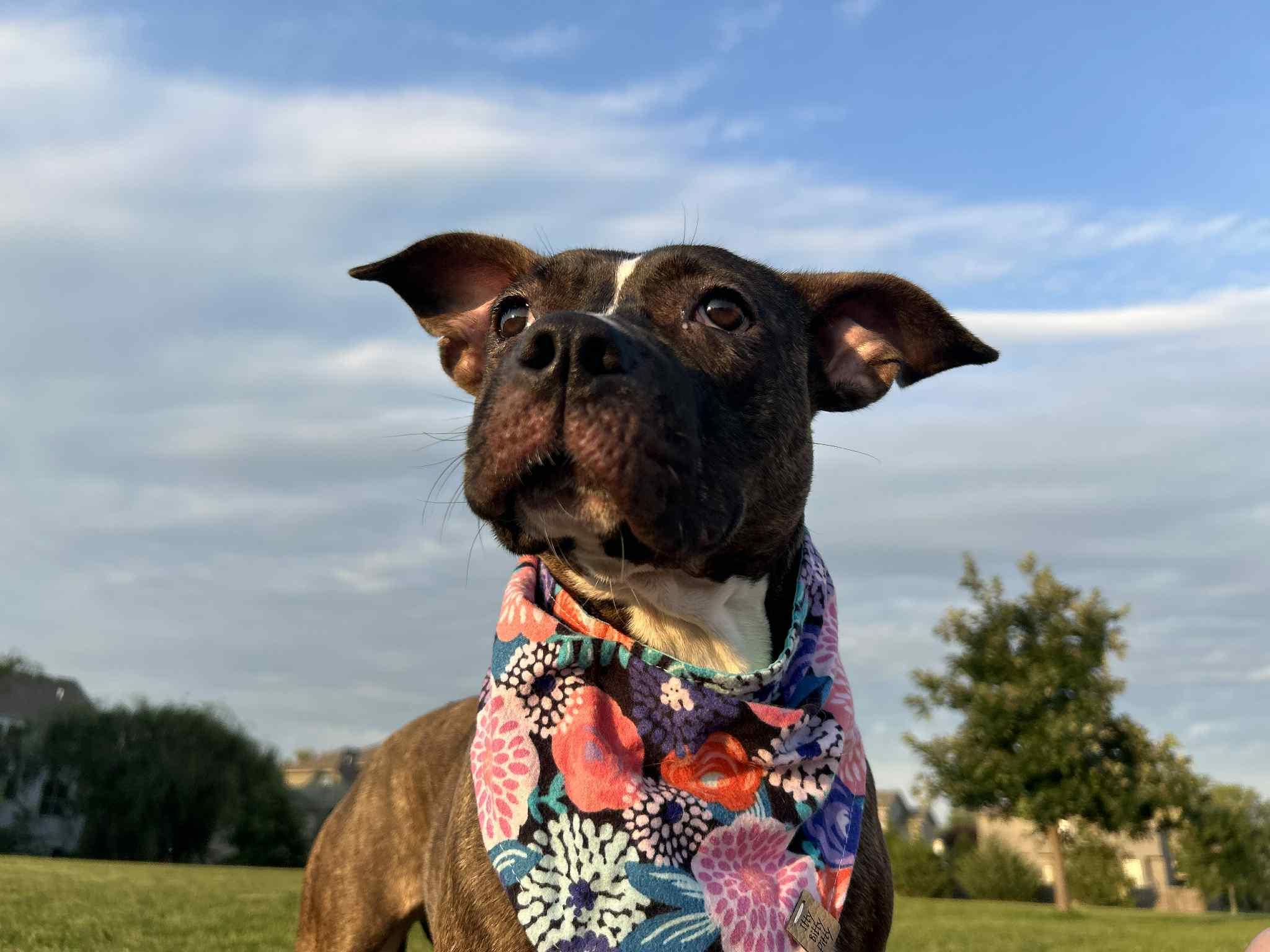 Enlarge Marceline, a Adoptable mixed breed in Kansas City, MO image 6/6