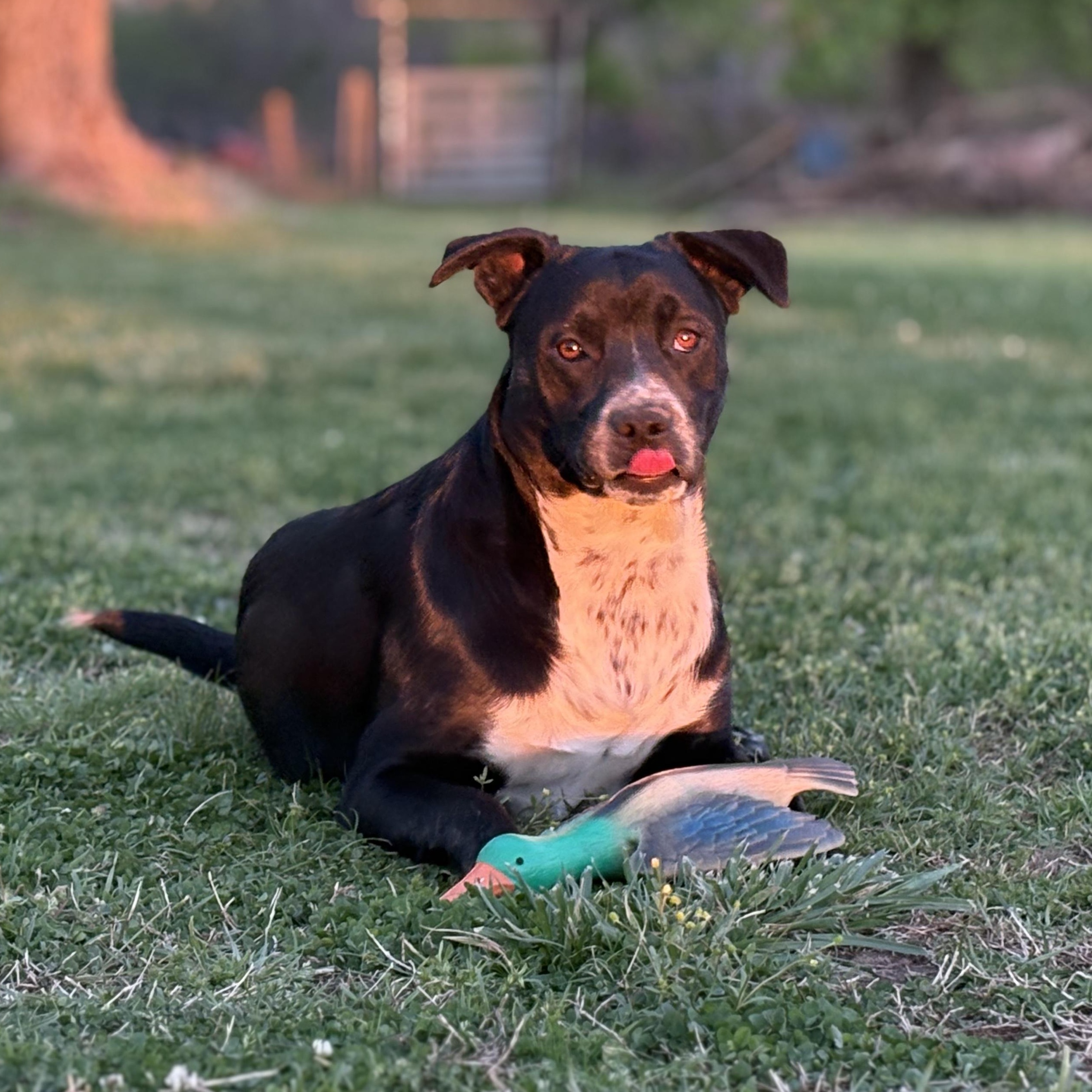 Fonzie, ADOPTABLE, Young Male Pit Bull Terrier & Black Labrador Retriever.
