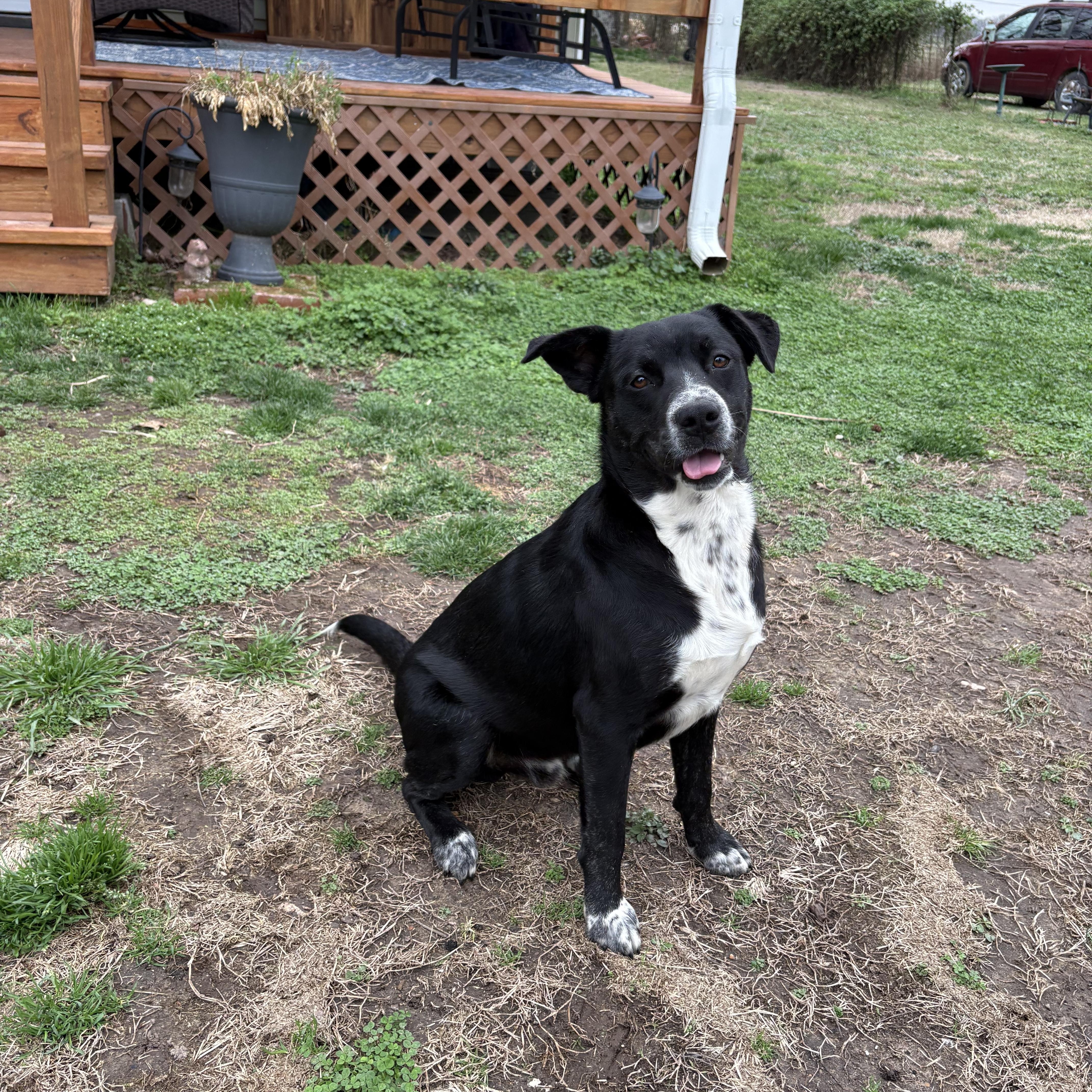 Enlarge Fonzie, a ADOPTABLE mixed breed in Colcord, OK image 3/5