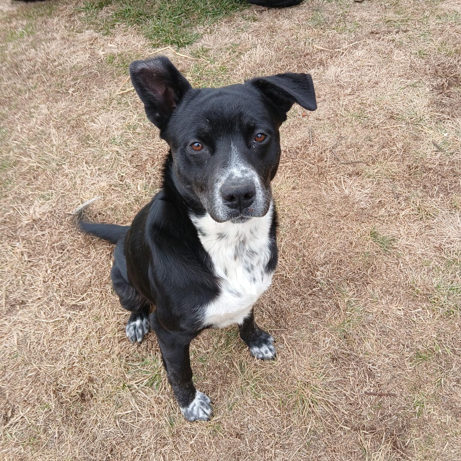 Enlarge Fonzie, a ADOPTABLE mixed breed in Colcord, OK image 4/5