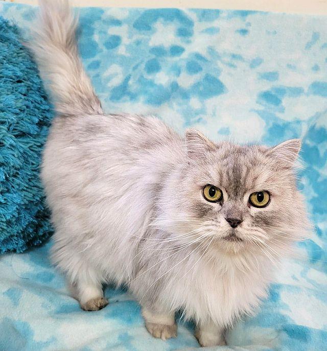 MASON, a Adoptable Persian in Powder Springs, GA image 1/3