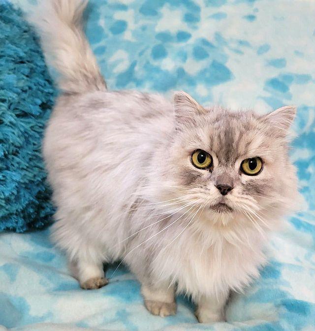 MASON, a Adoptable Persian in Powder Springs, GA image 2/3