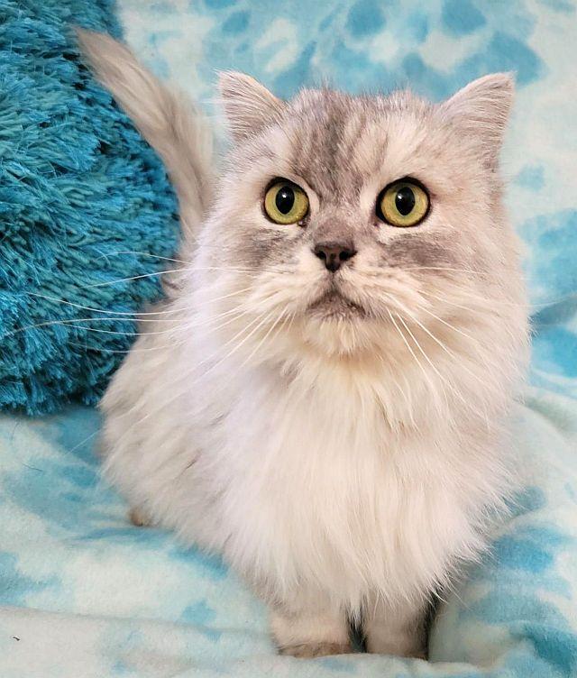 MASON, a Adoptable Persian in Powder Springs, GA image 3/3