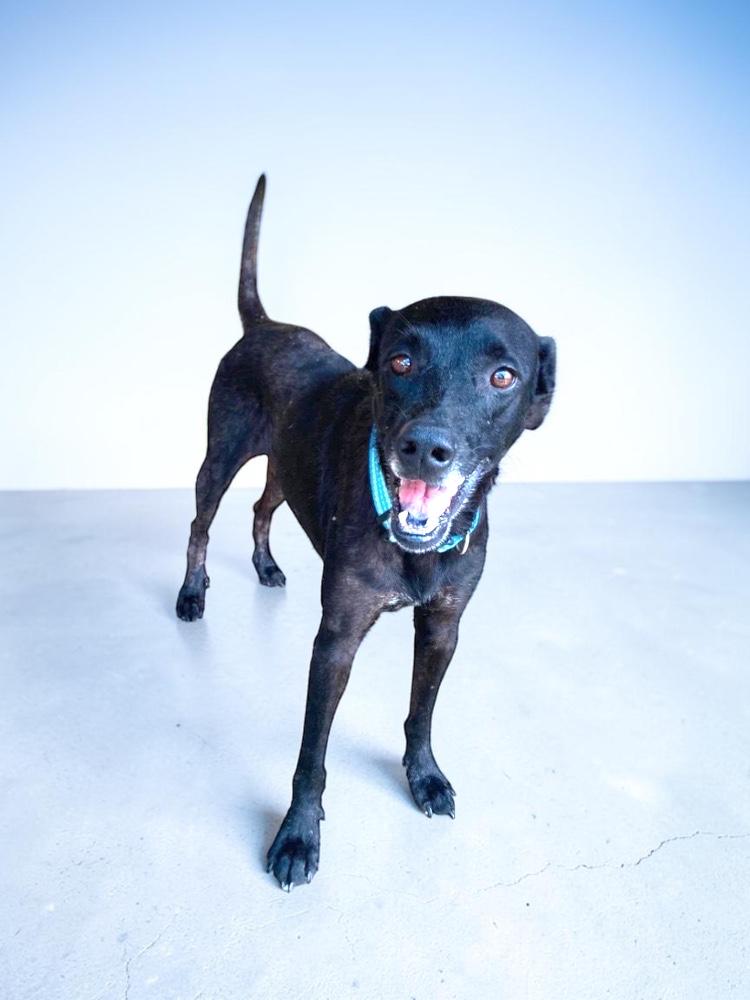 Enlarge Valentina, a Adoptable mixed breed in Vancouver, BC image 2/6