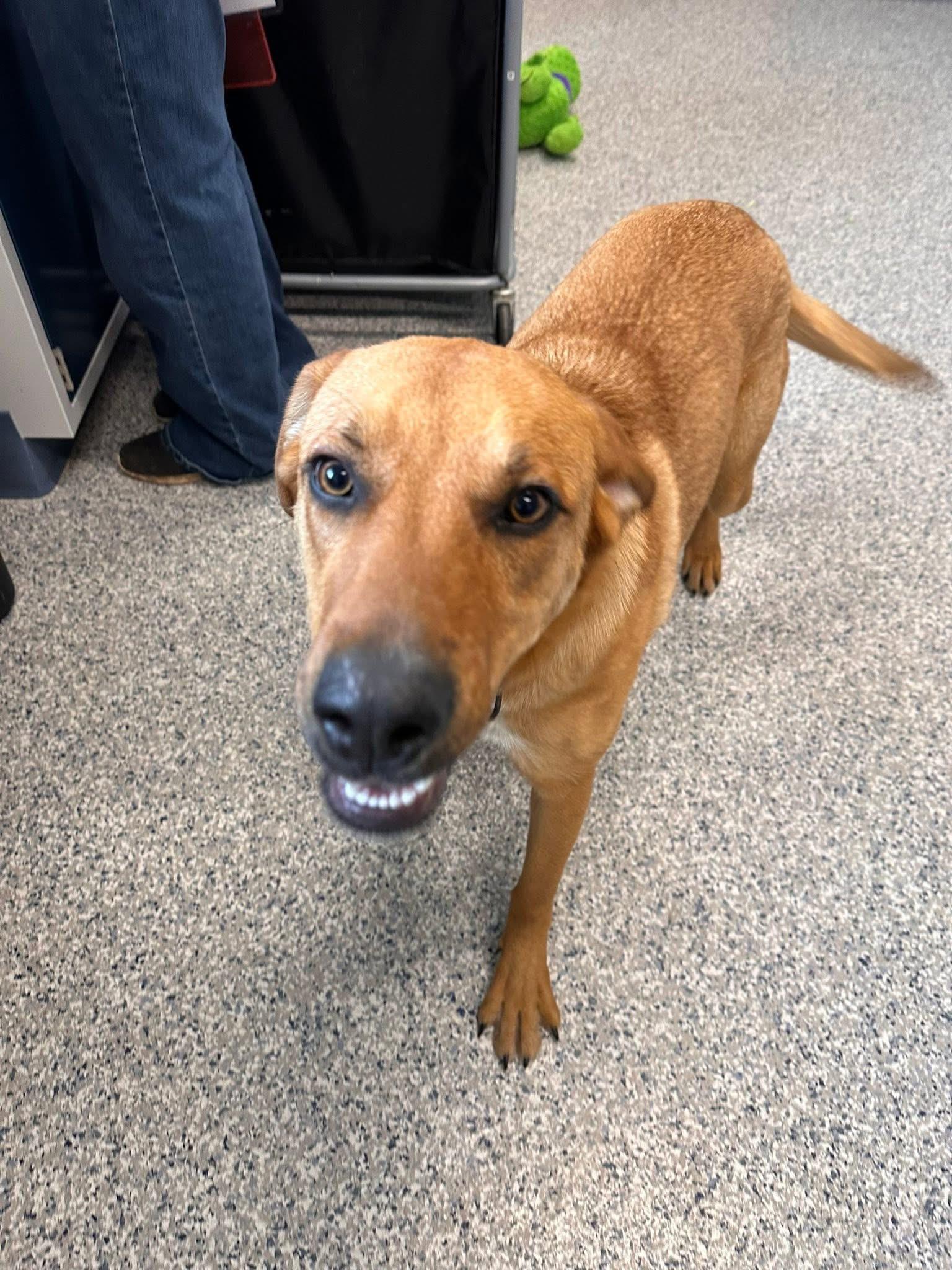 Enlarge Ginger, a ADOPTABLE Mixed Breed in Prineville, OR image 3/6